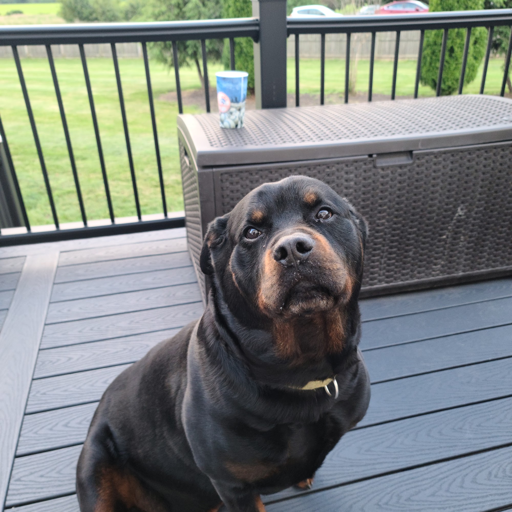 Longhill kennel Hillsborough