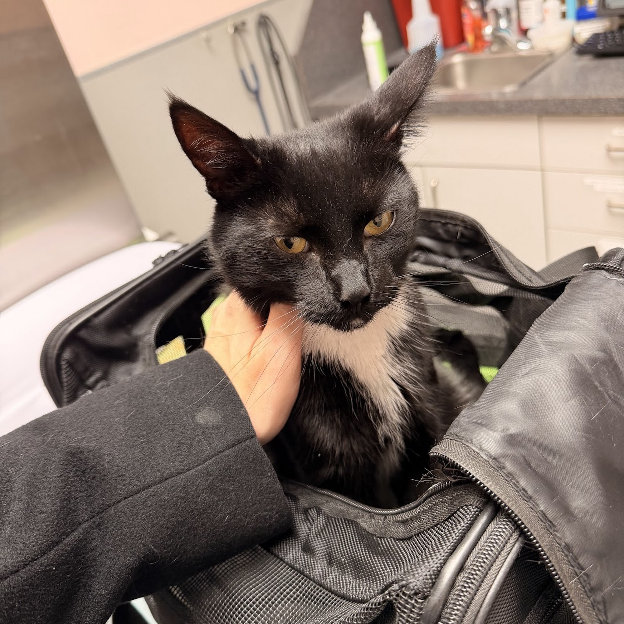 Hoboken Animal Hospital Hoboken