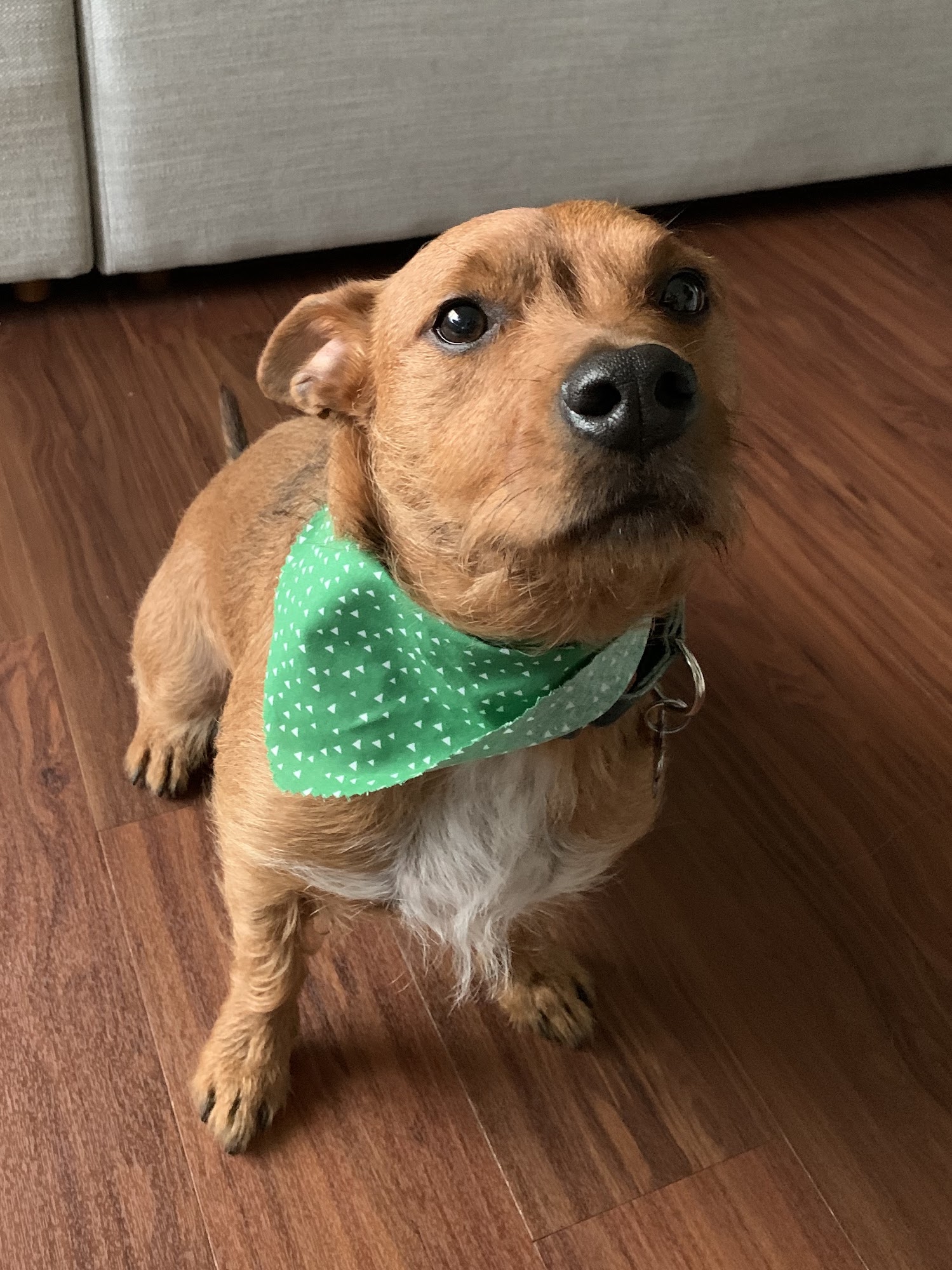 Be Happy Dog Hoboken