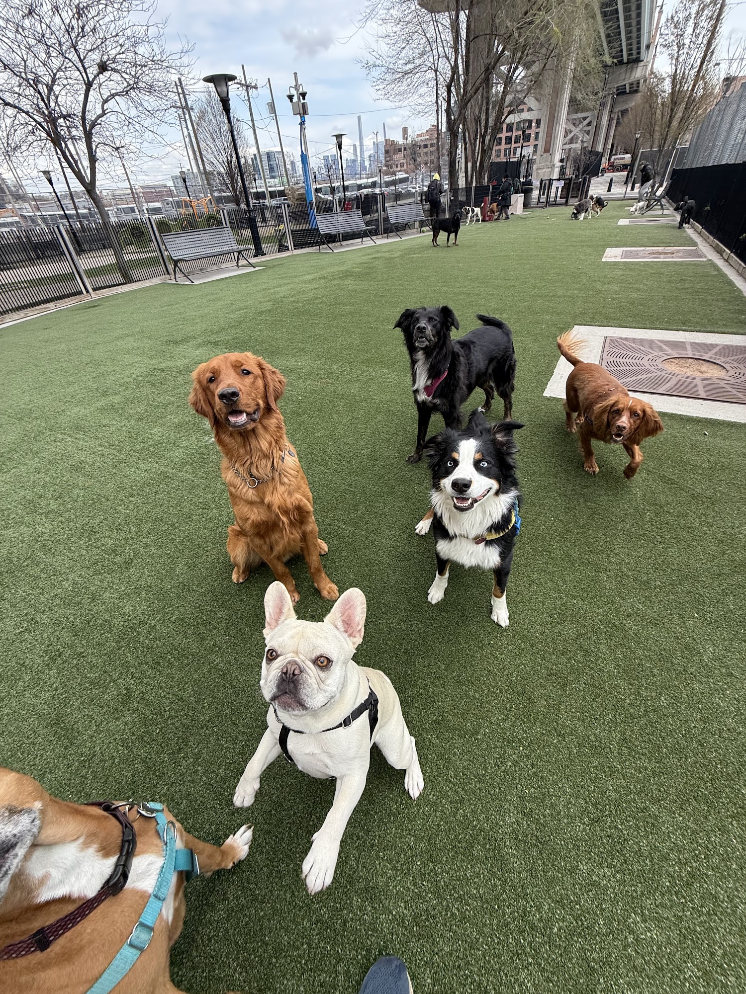 Dogboken of Hoboken Hoboken