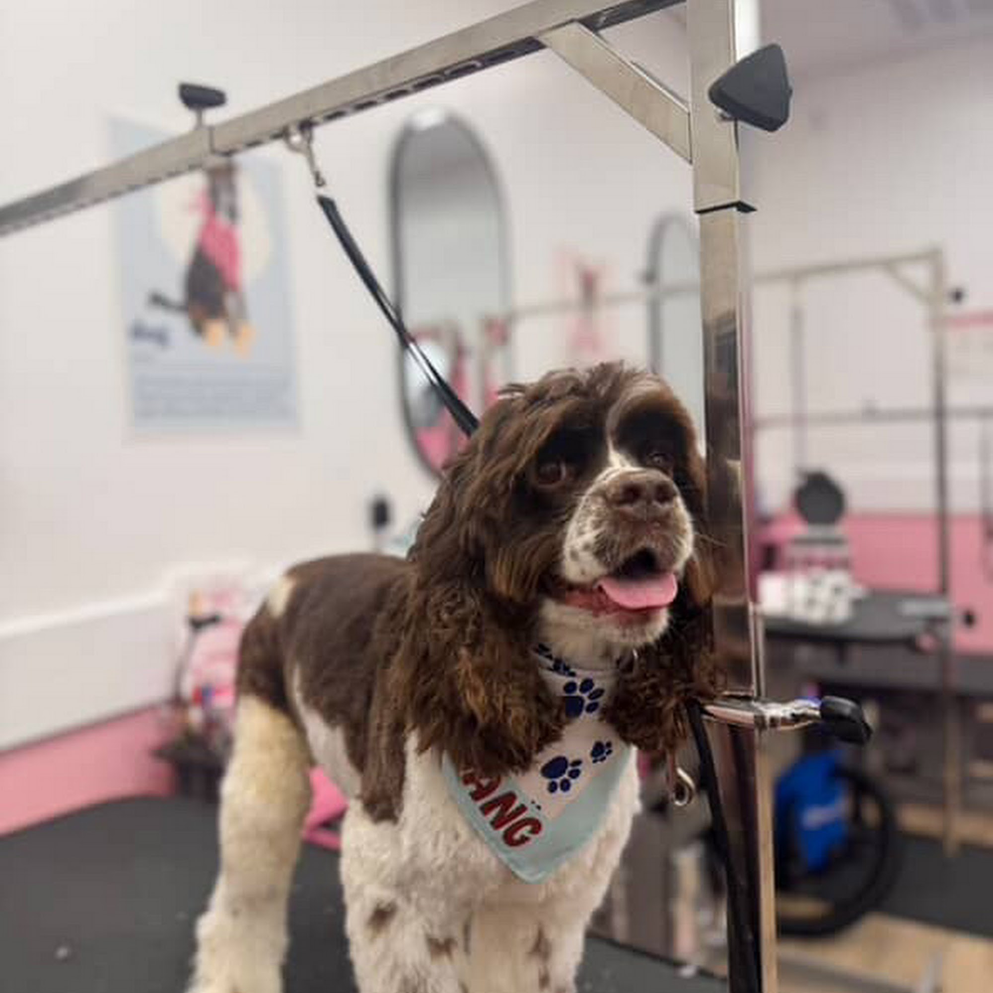 Woof Gang Bakery & Grooming Hoboken