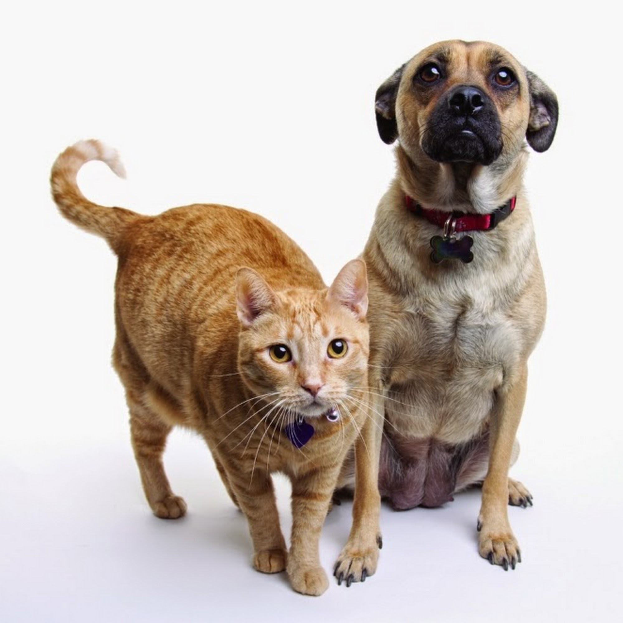 The Spay & Neuter Center of New Jersey Holmdel