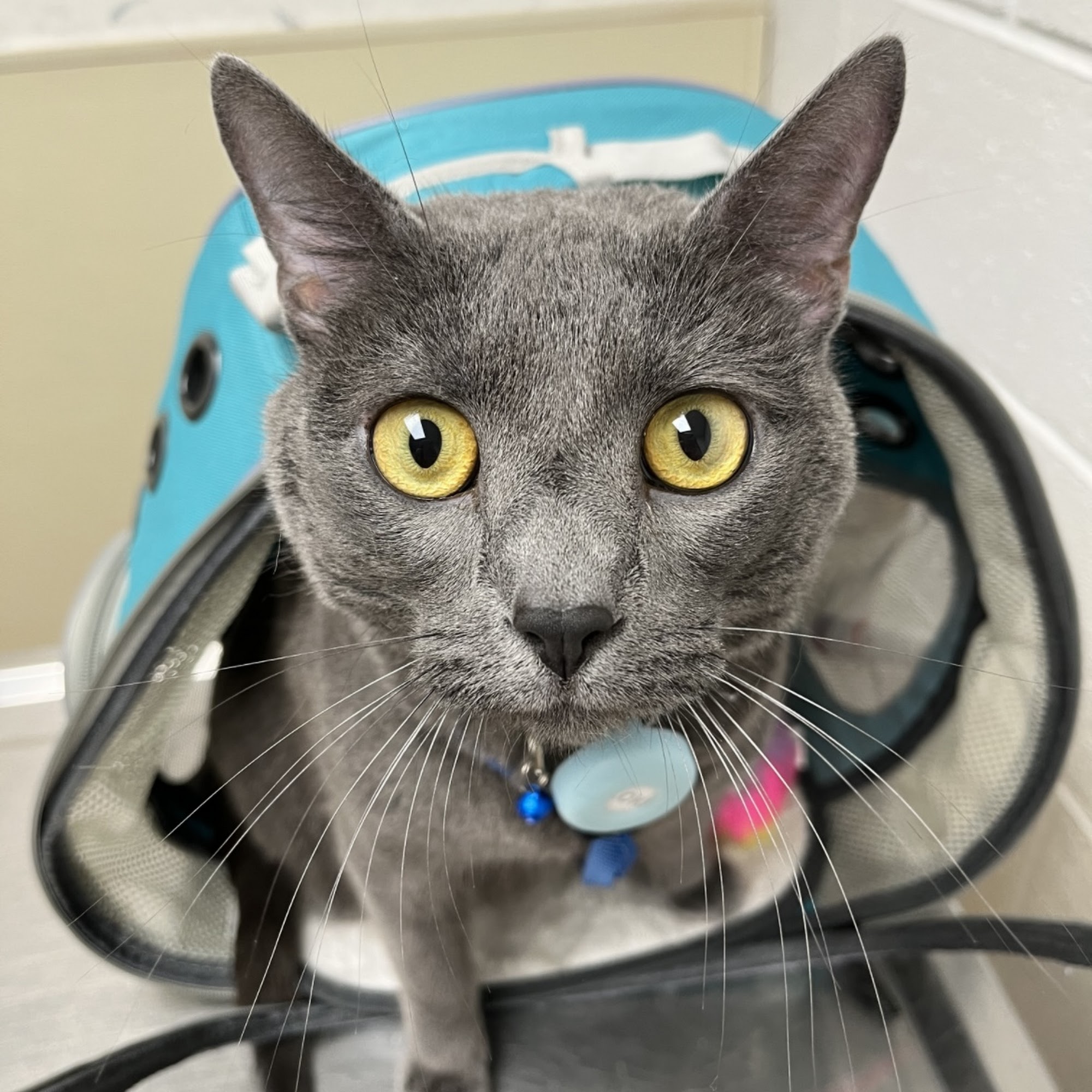 Hopewell Veterinary Group Inc Hopewell