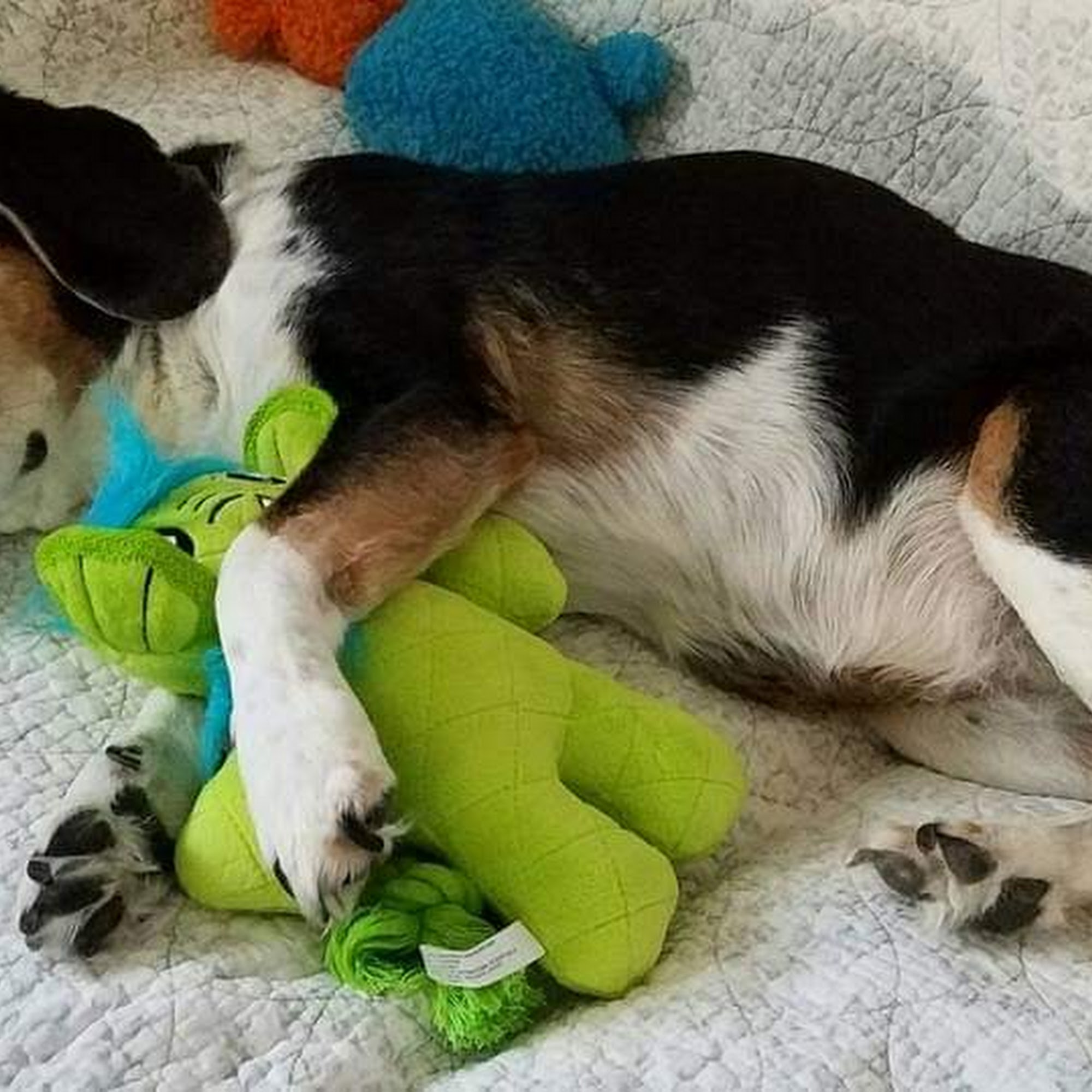 True Care Veterinary Hospital Howell