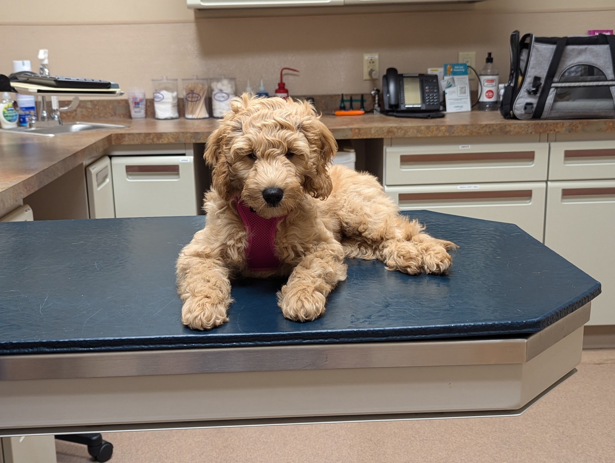 True Care Veterinary Hospital Howell