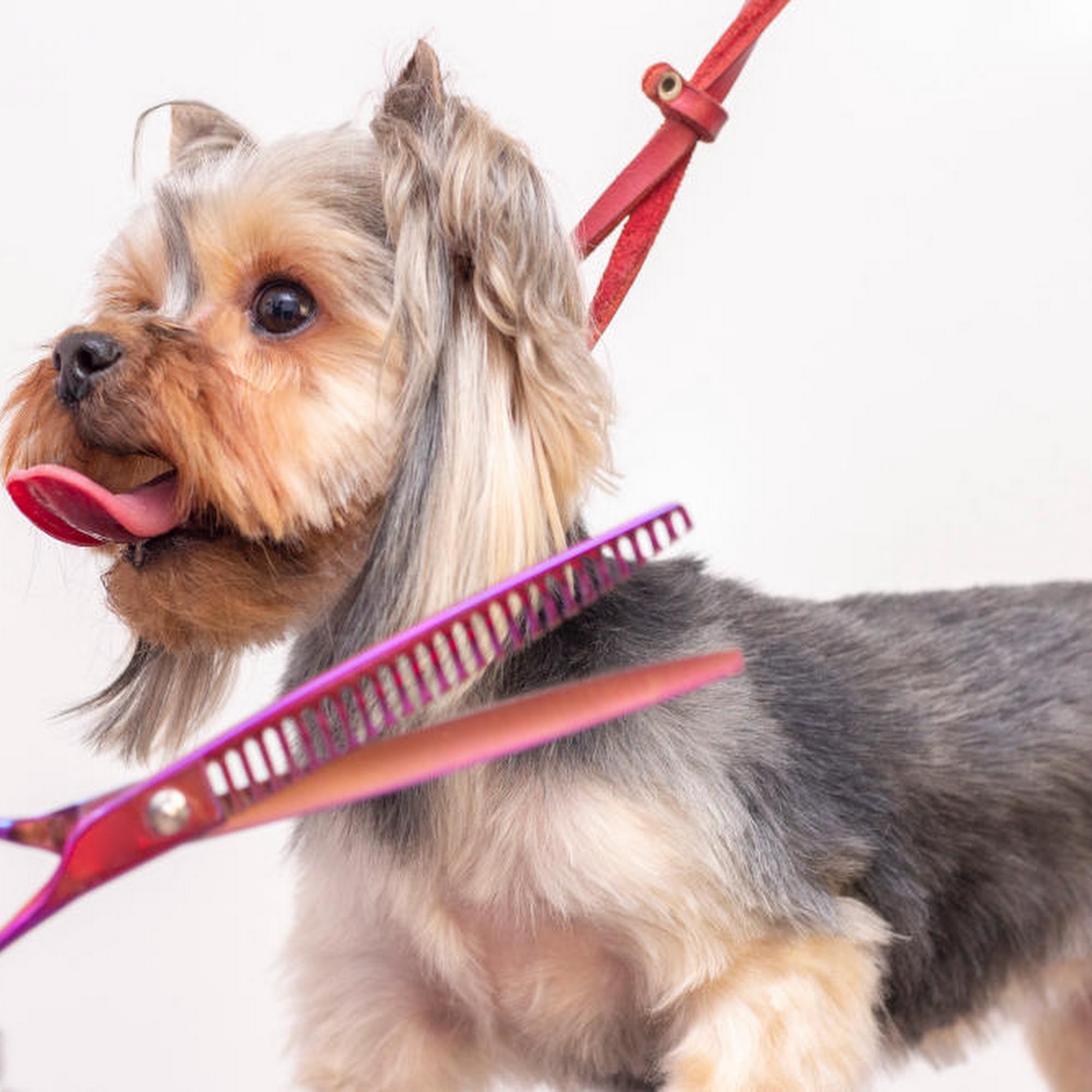 Ramtown Animal Hospital of Howell Howell