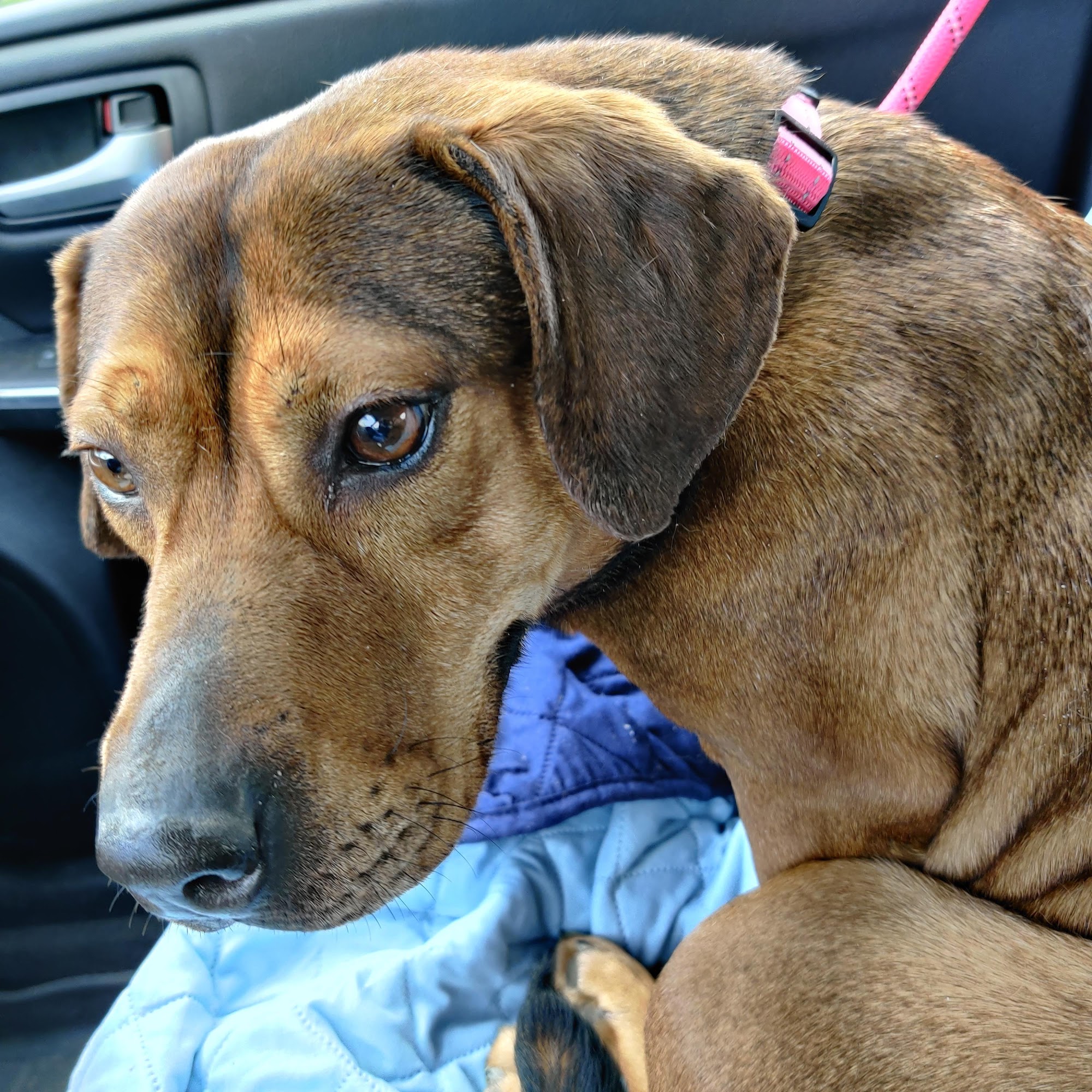 Highland Kennel Llc Howell