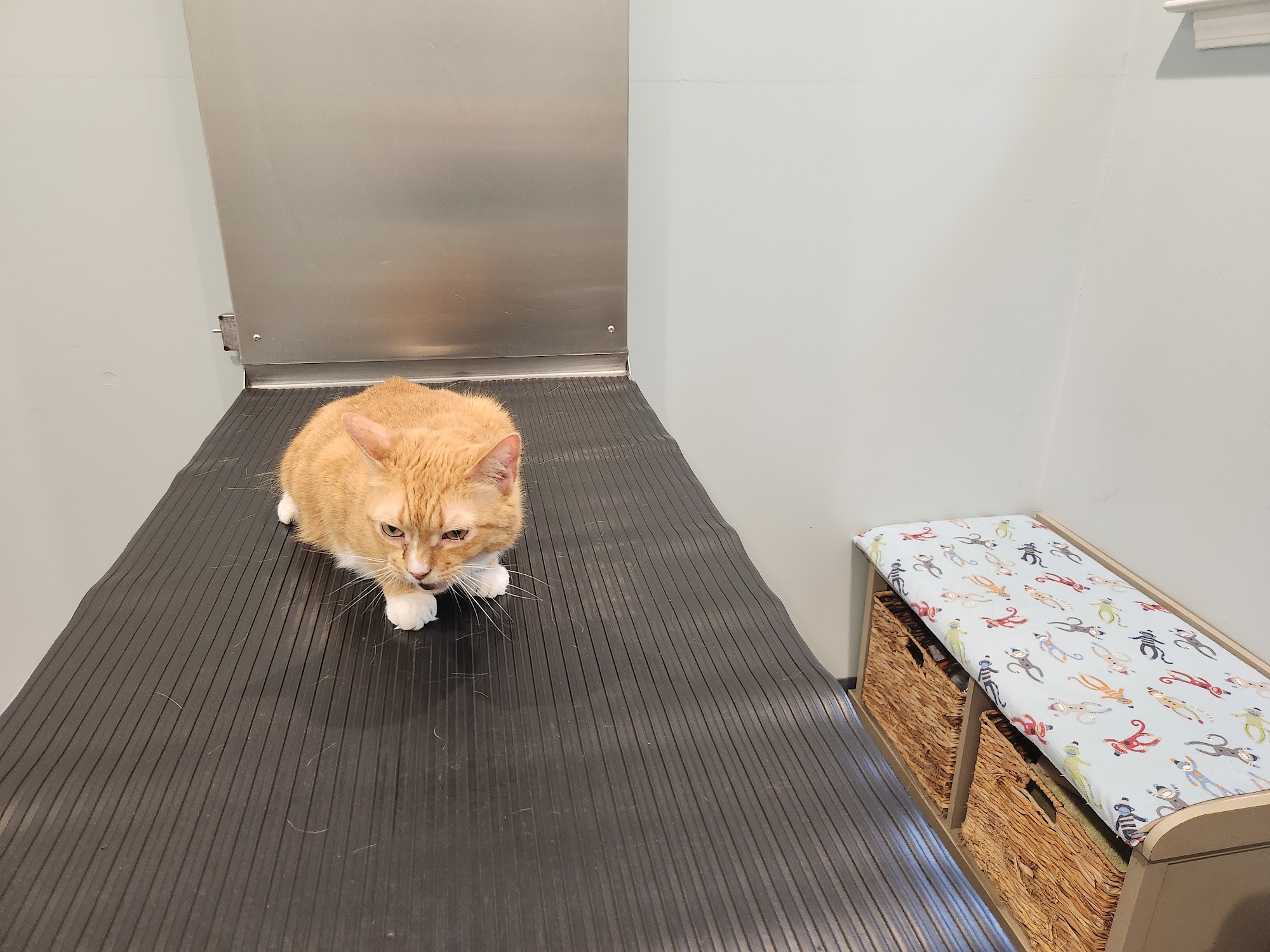 Jackson Veterinary Hospital Jackson