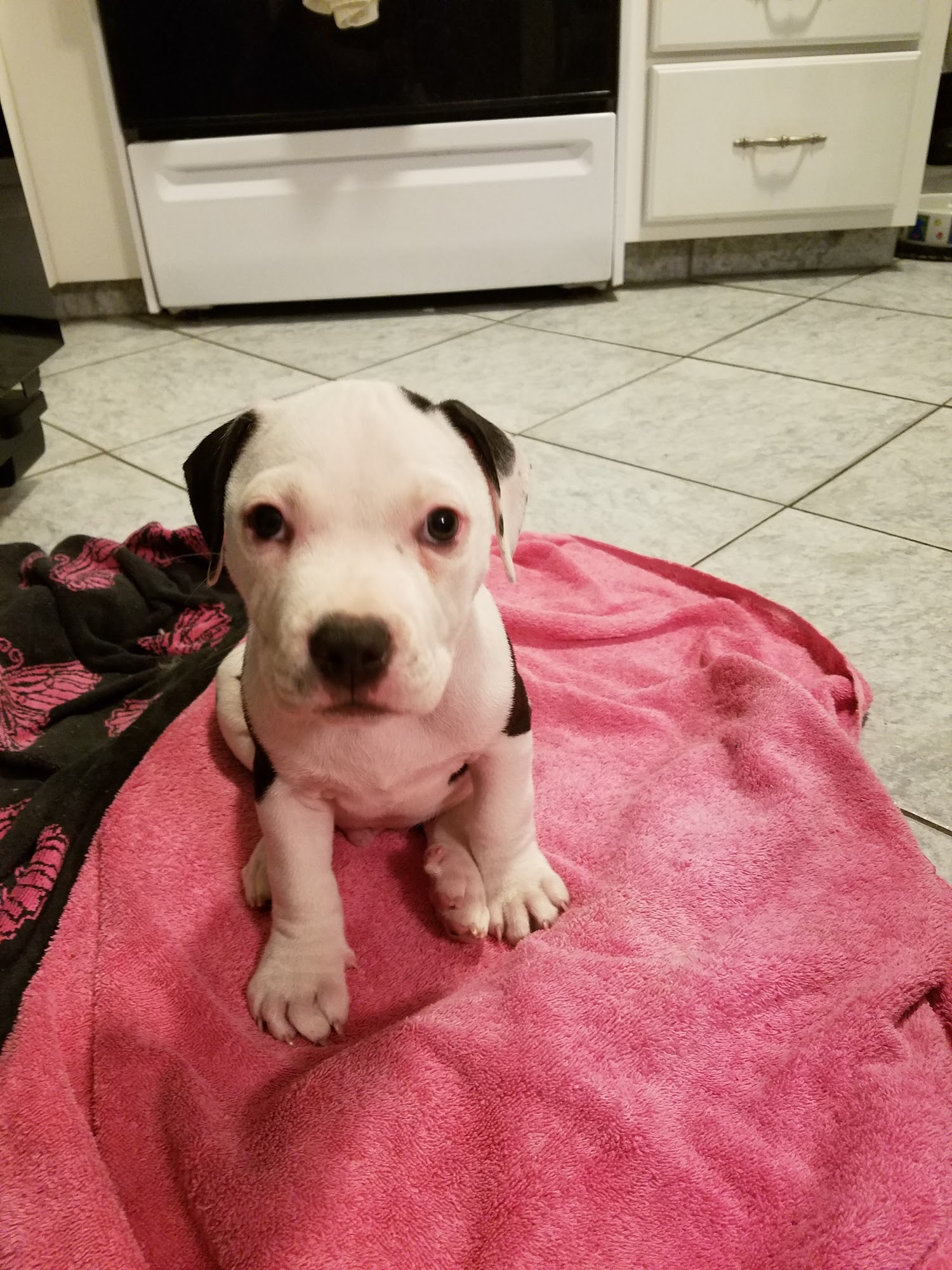 Karen's Paws n' More Pet Sitting Jackson