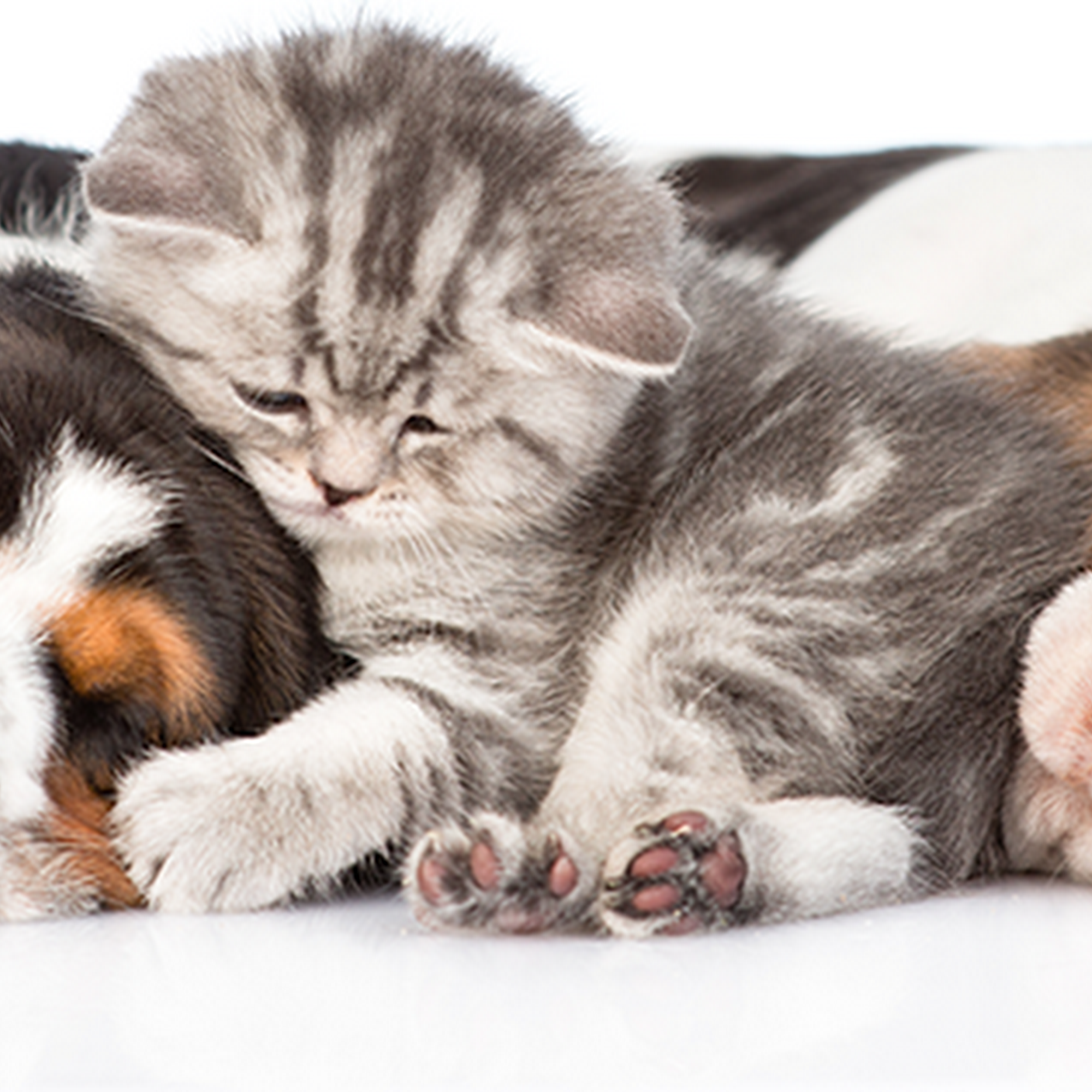 Karen's Paws n' More Pet Sitting Jackson