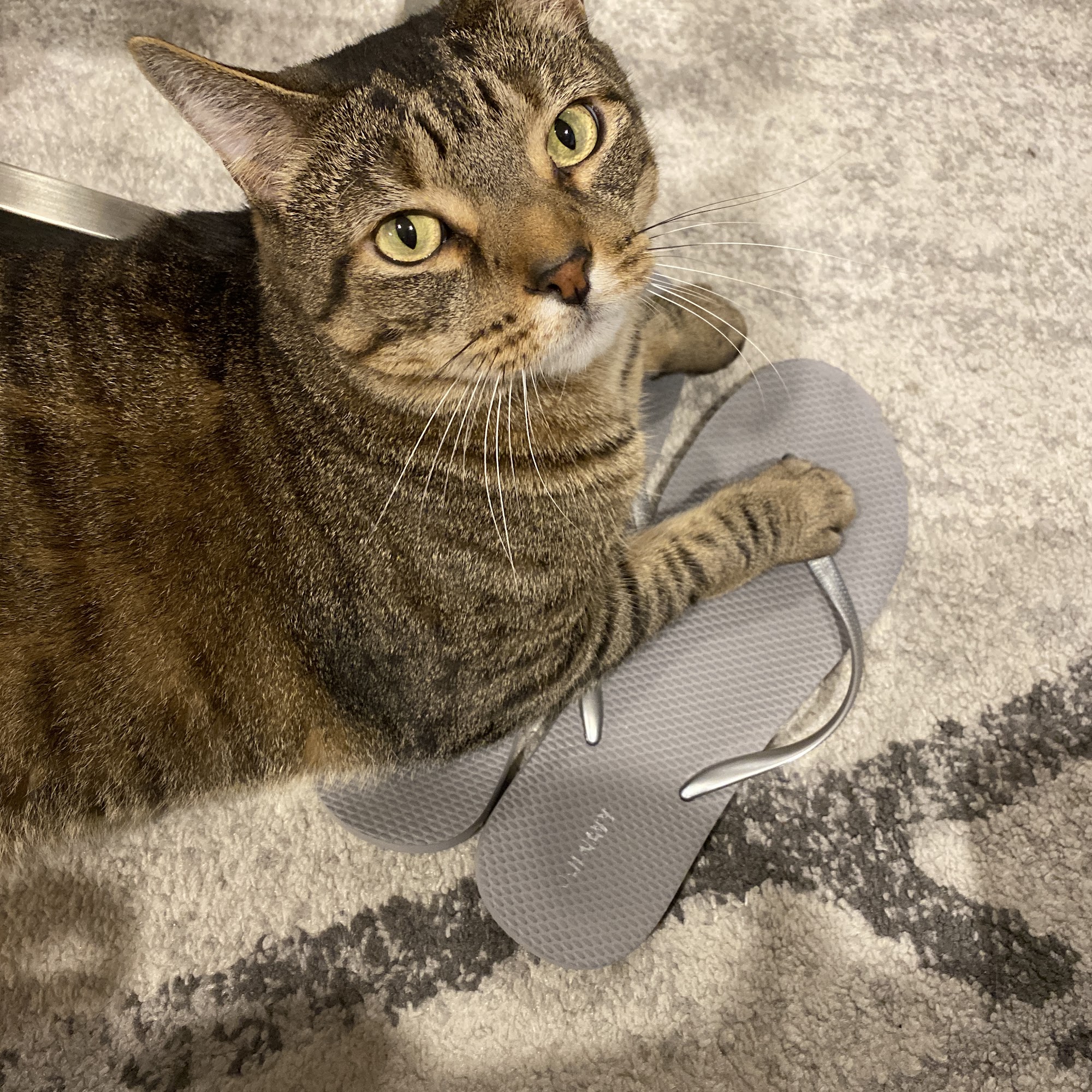 Jamesburg Veterinary Hospital Jamesburg