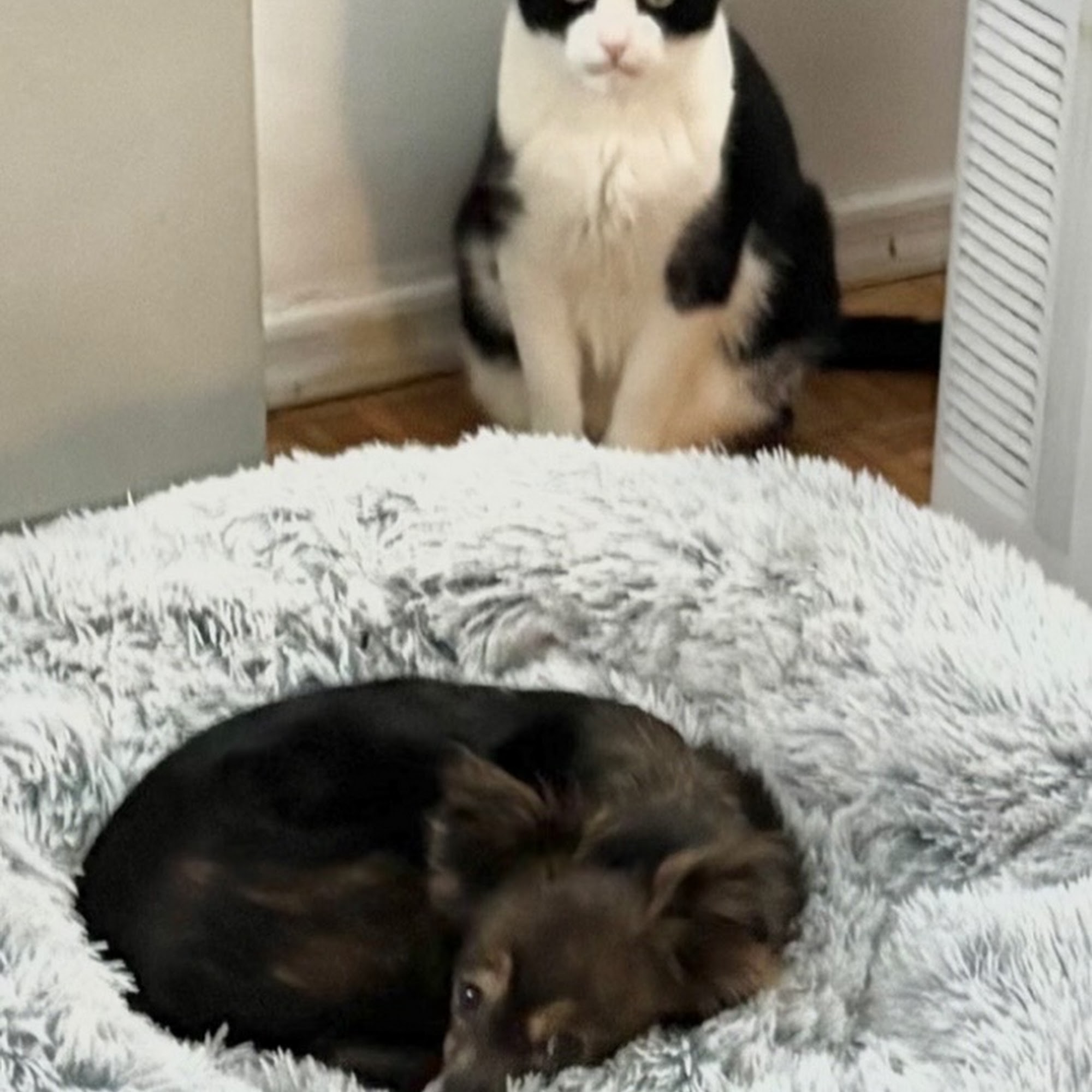 Downtown Veterinary Associates Jersey City