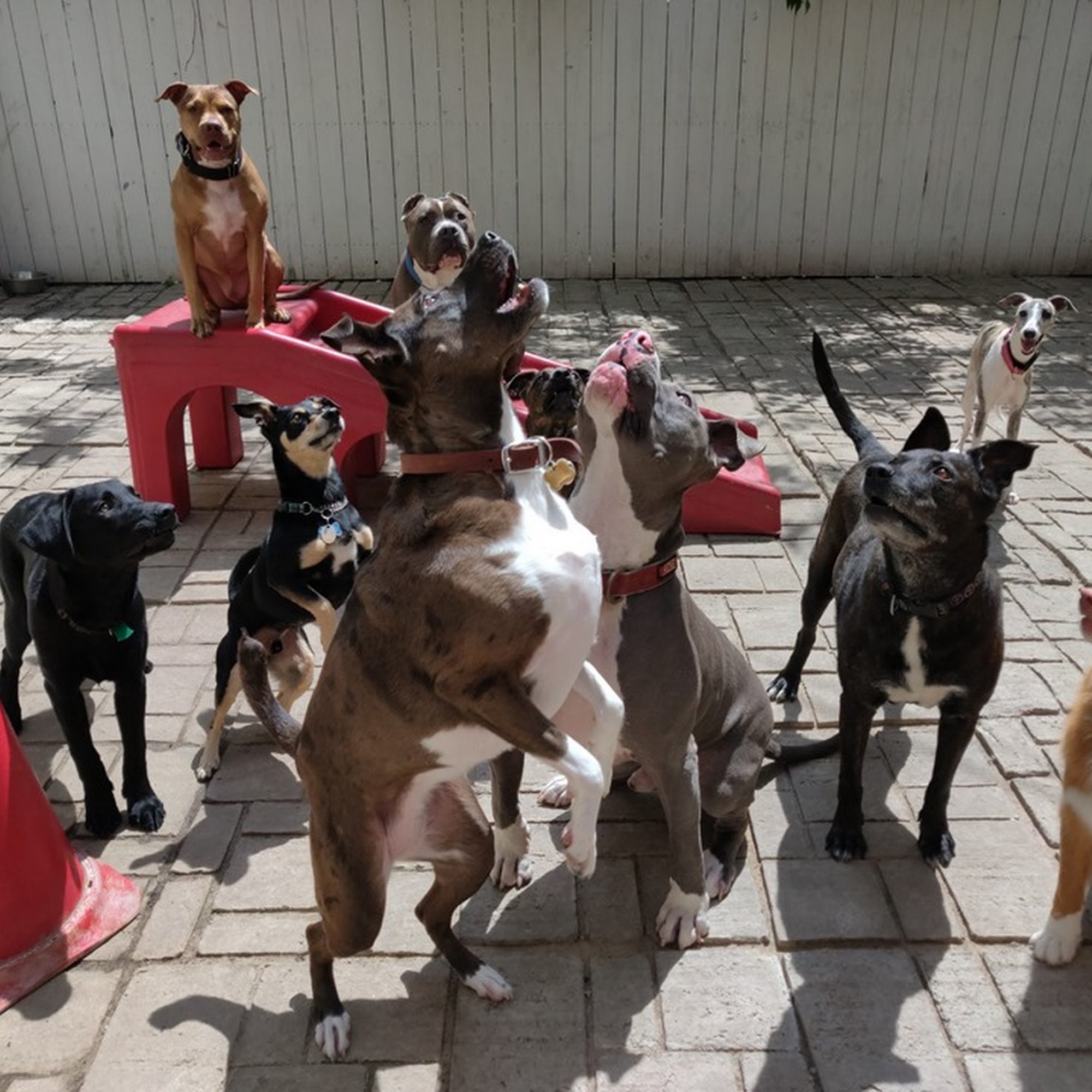 Palisades Pups Jersey City