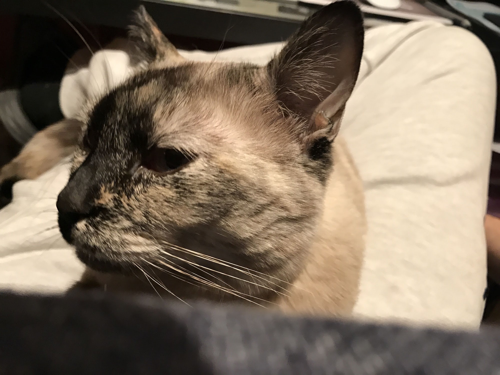 Anything's Pawsible Jersey City