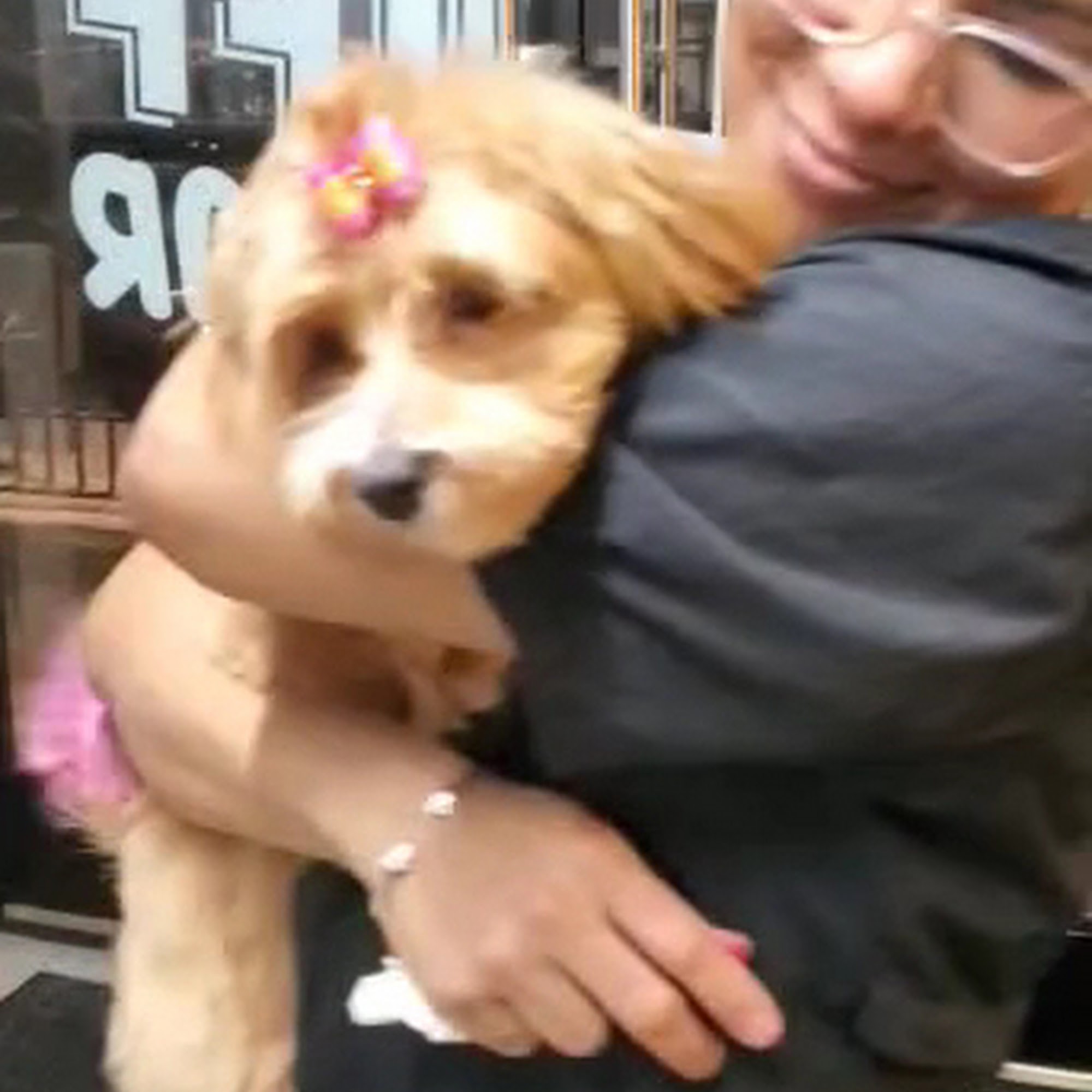 Ruff to Fluff Bar Jersey City Jersey City