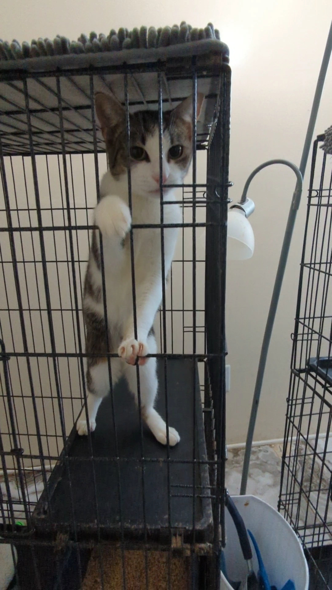 Final Hope Animal Rescue Jersey City