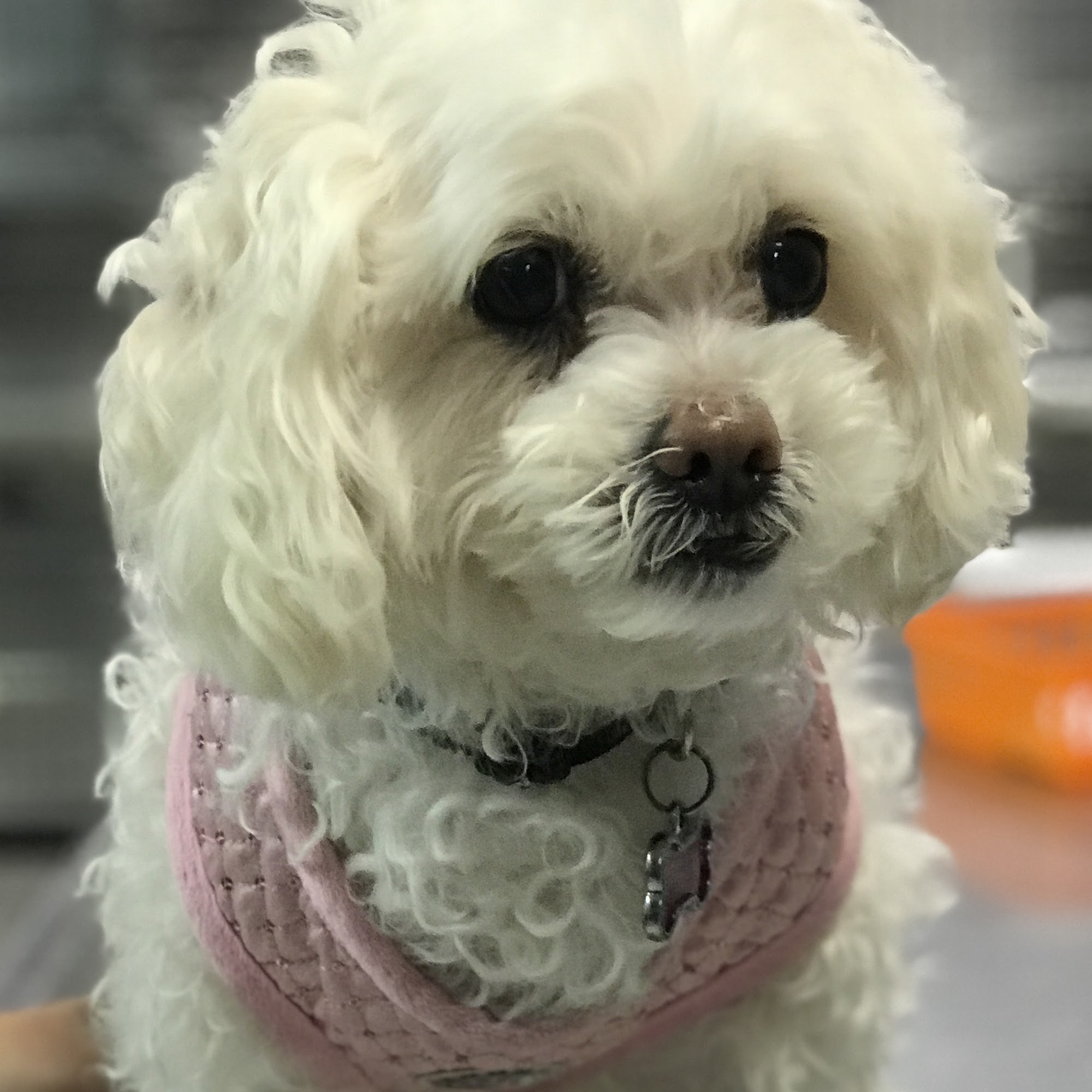 Arlington Dog & Cat Hospital Kearny