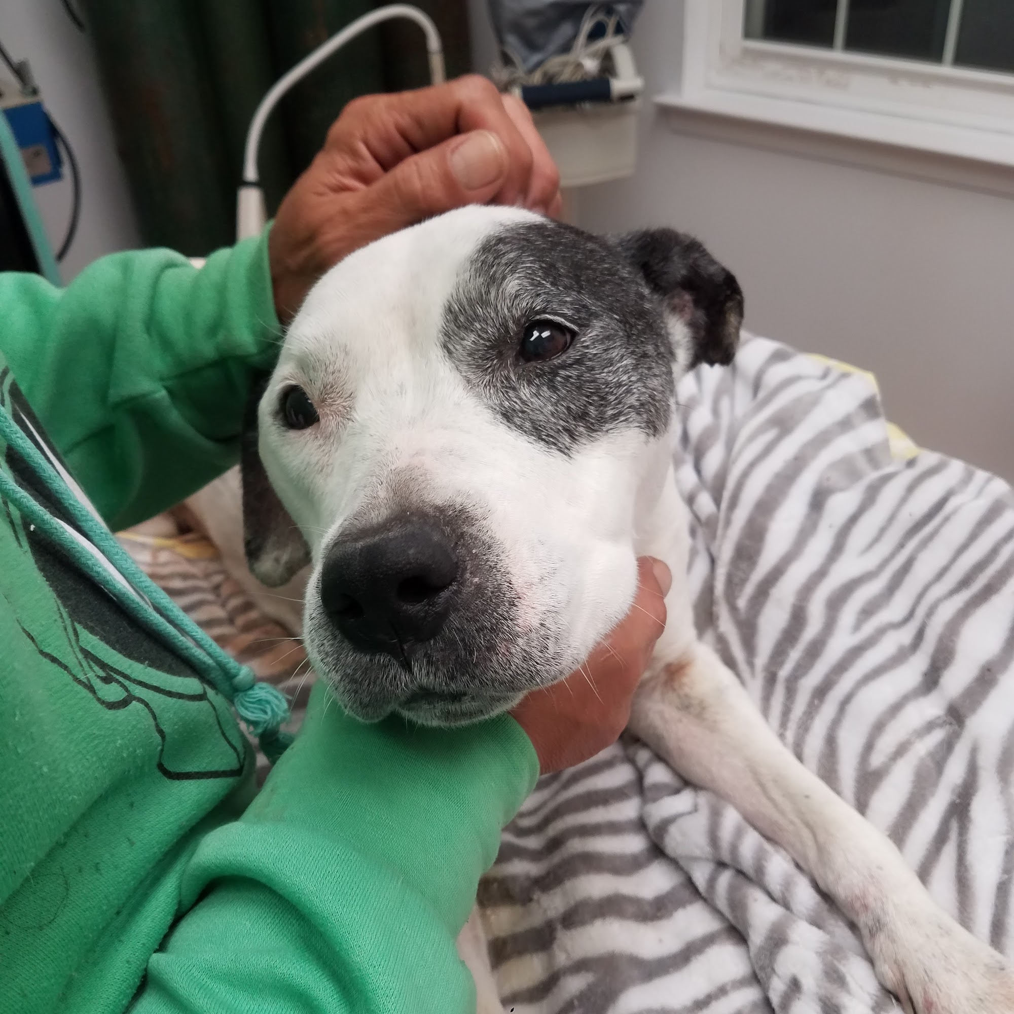 Boulevard Veterinary Clinic Kenilworth