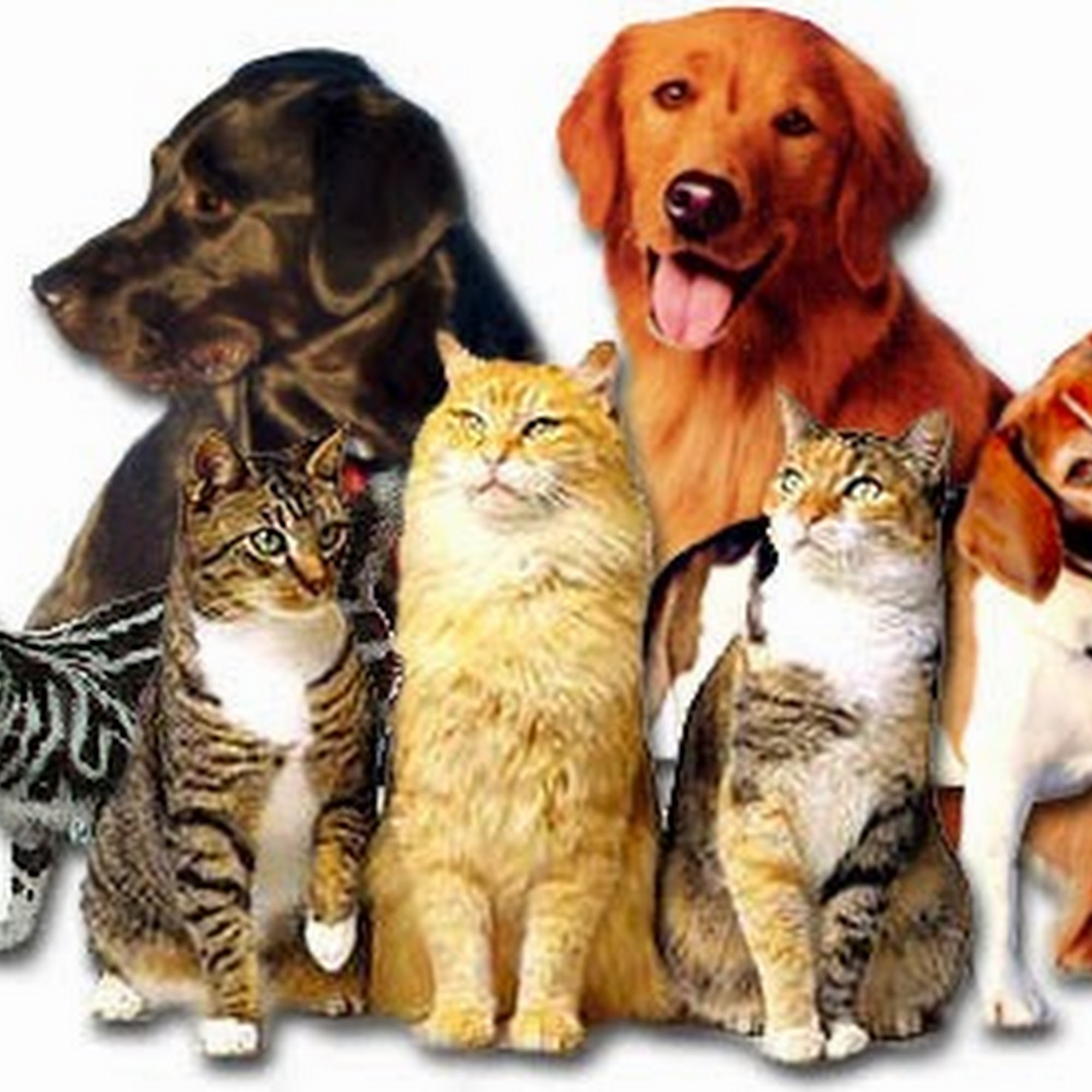 Kenilworth Animal Hospital Kenilworth