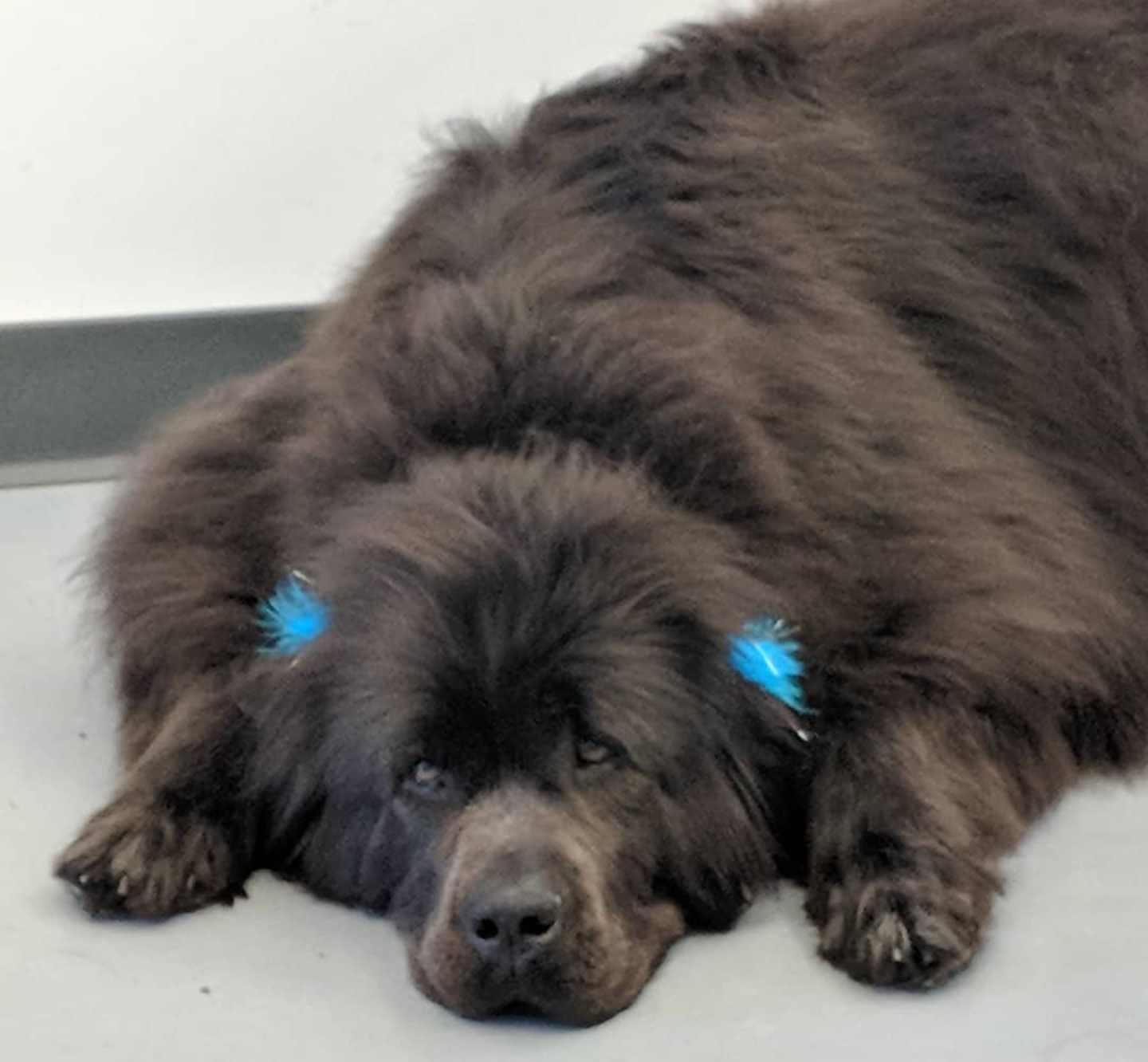 4 the paws llc. Kinnelon