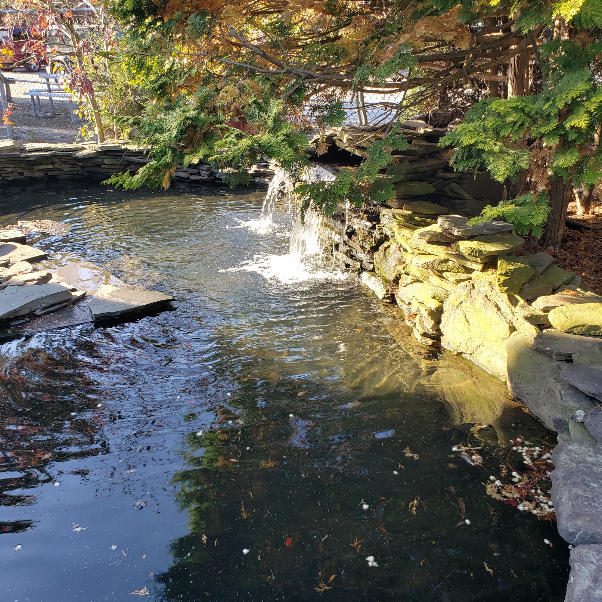 Popcorn Park Animal Clinic Lacey