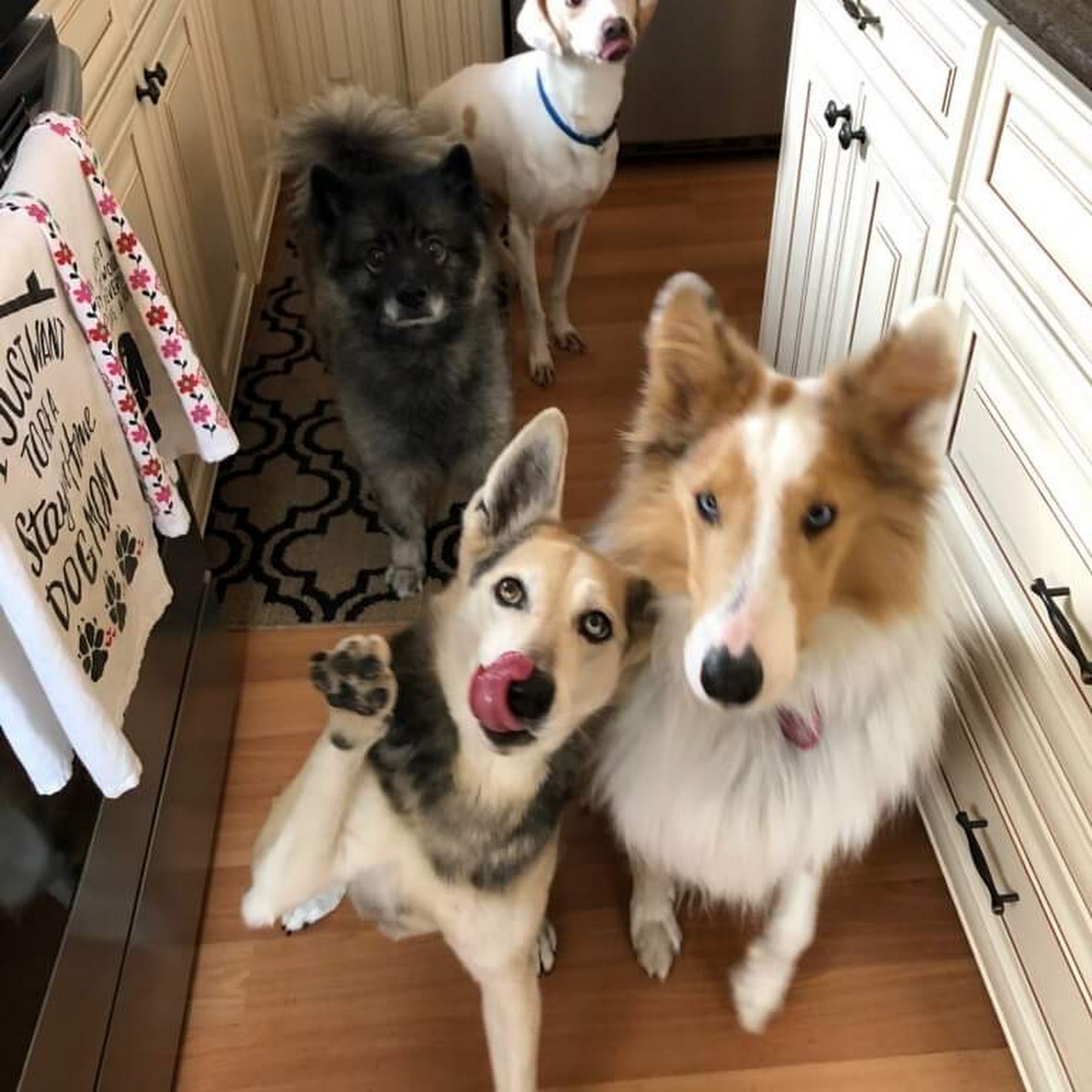 C'Lassie Cuts Mobile Pet Spa Landing