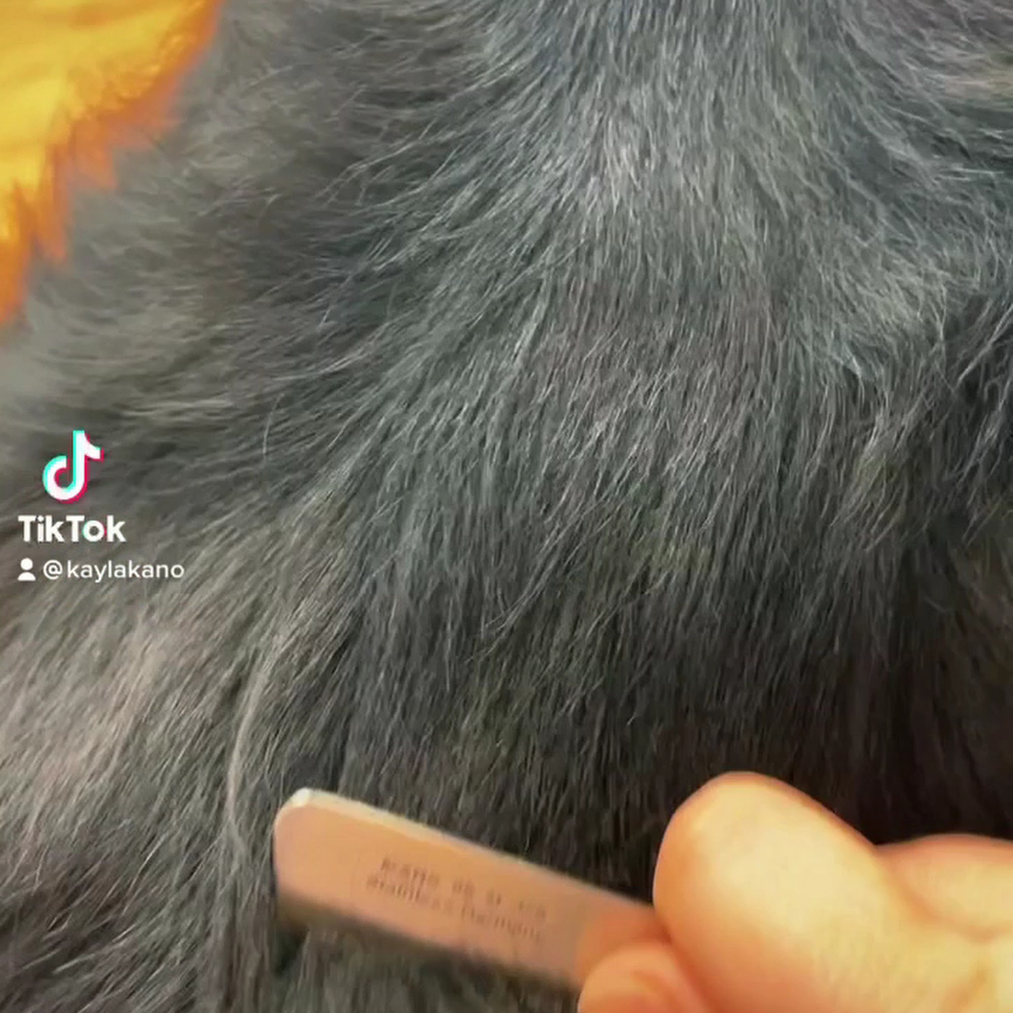 Kayla's Pretty Paws Luxury Pet Spa & Boutique Lawrence