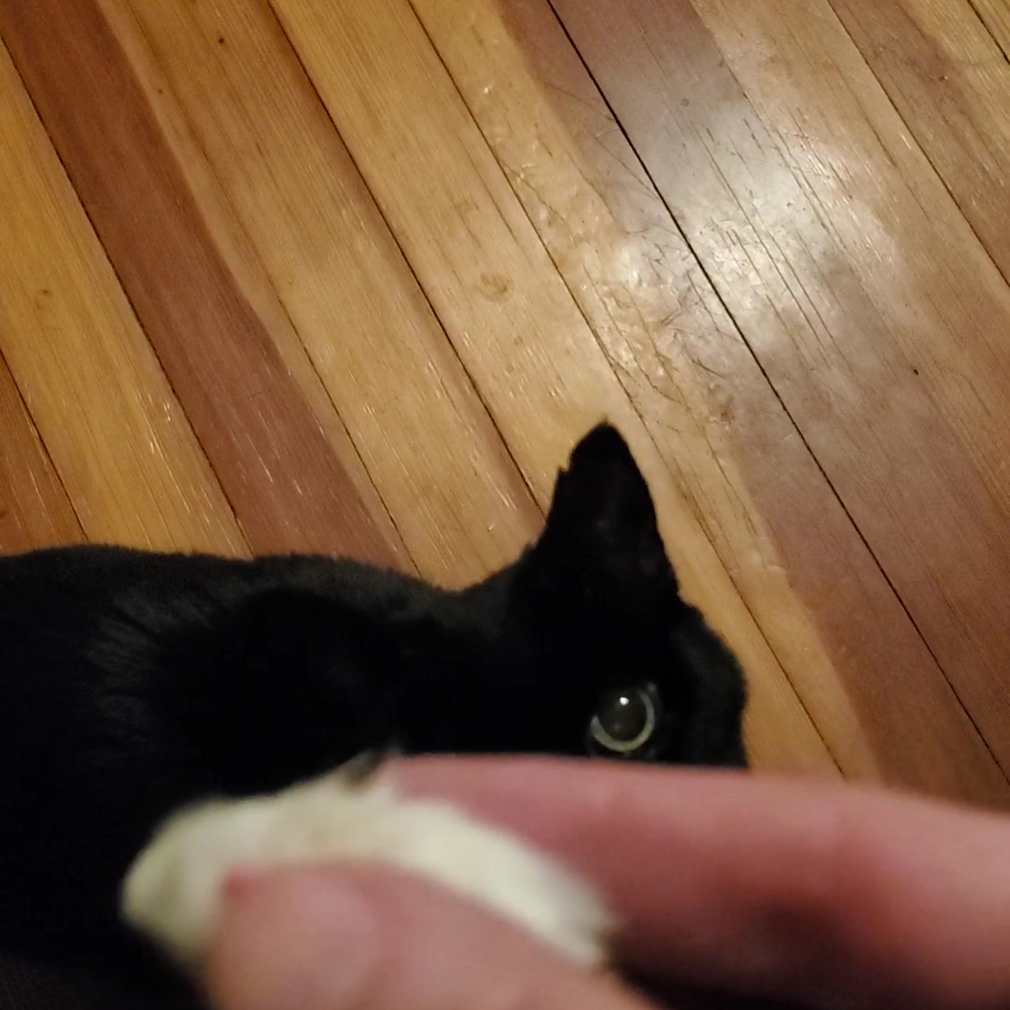 Crown Veterinary Specialists Lebanon