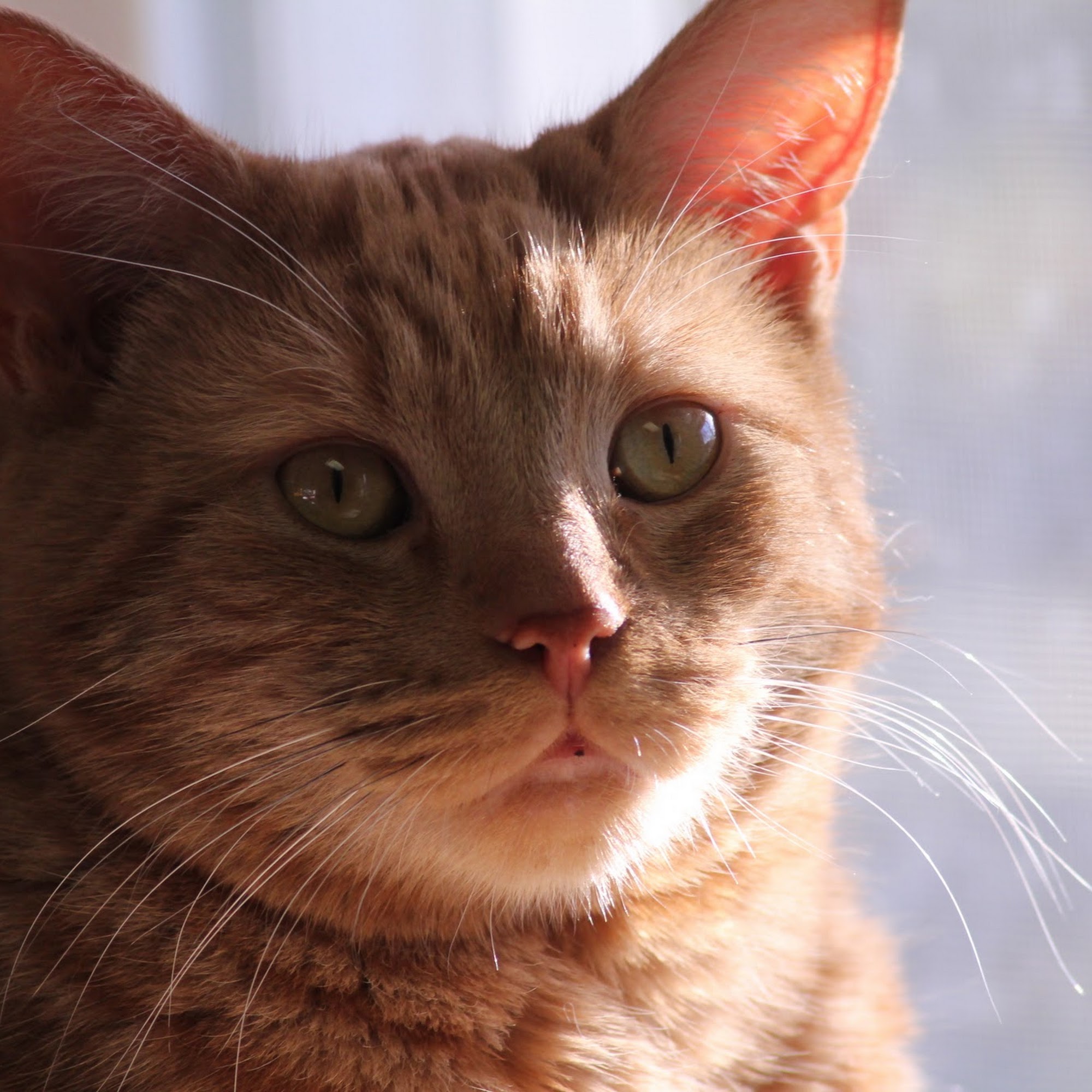 Feline Medical Center Lincroft