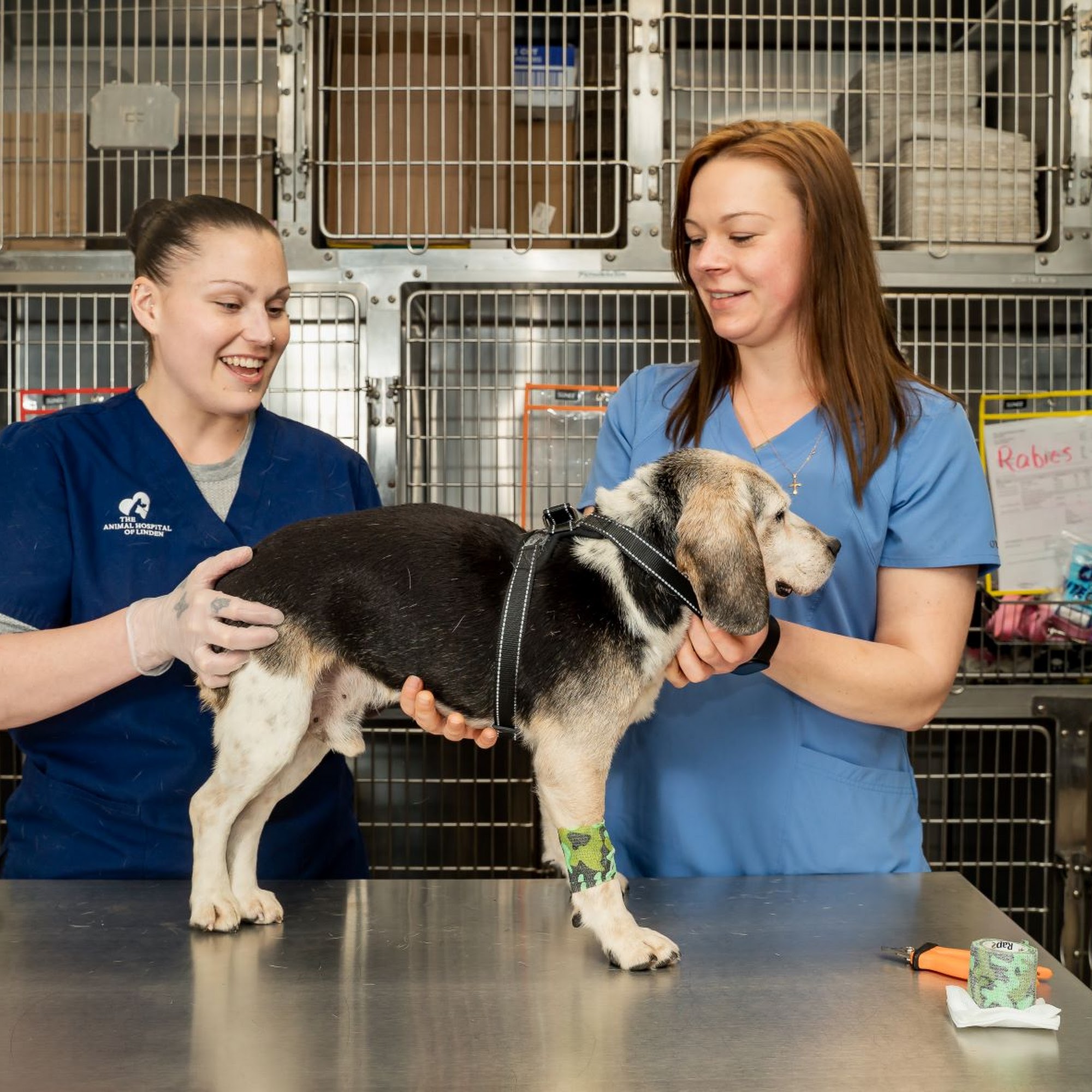 The Animal Hospital of Linden Linden