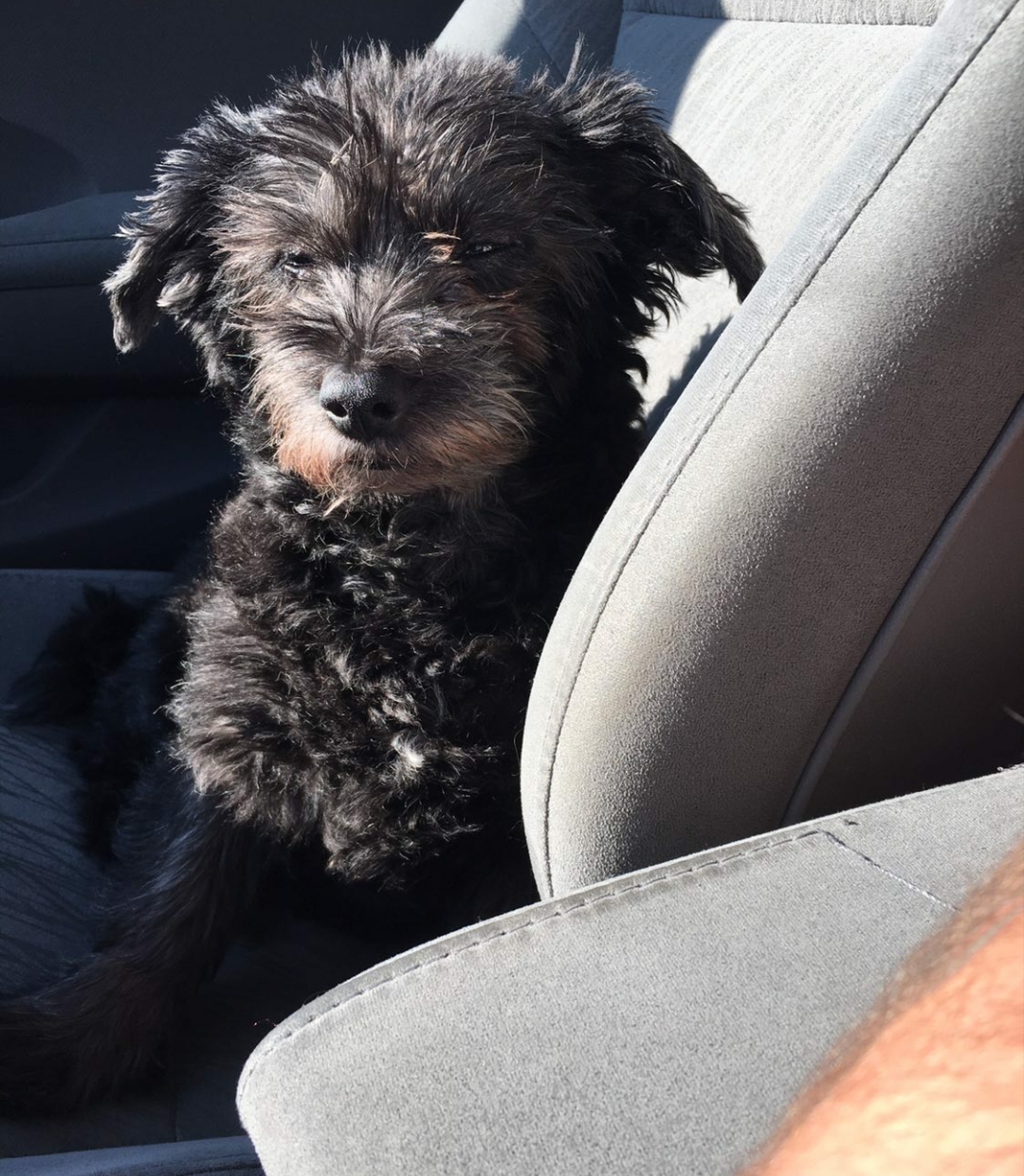 True Transfurmations Grooming LLC (Formerly Torres TransFURmations) Linden