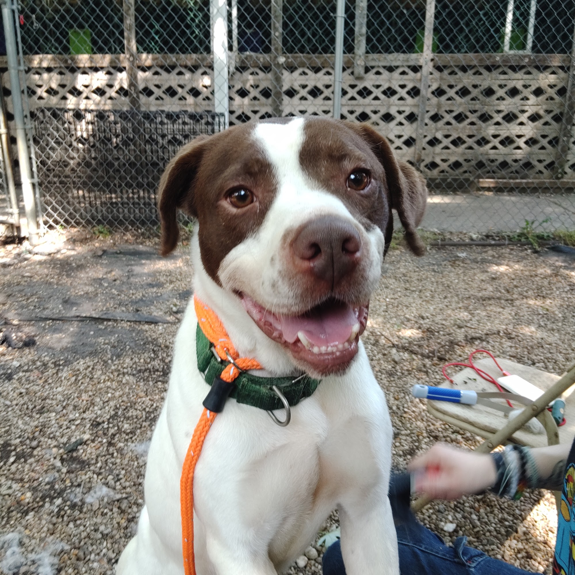 Animal Adoption Center Lindenwold