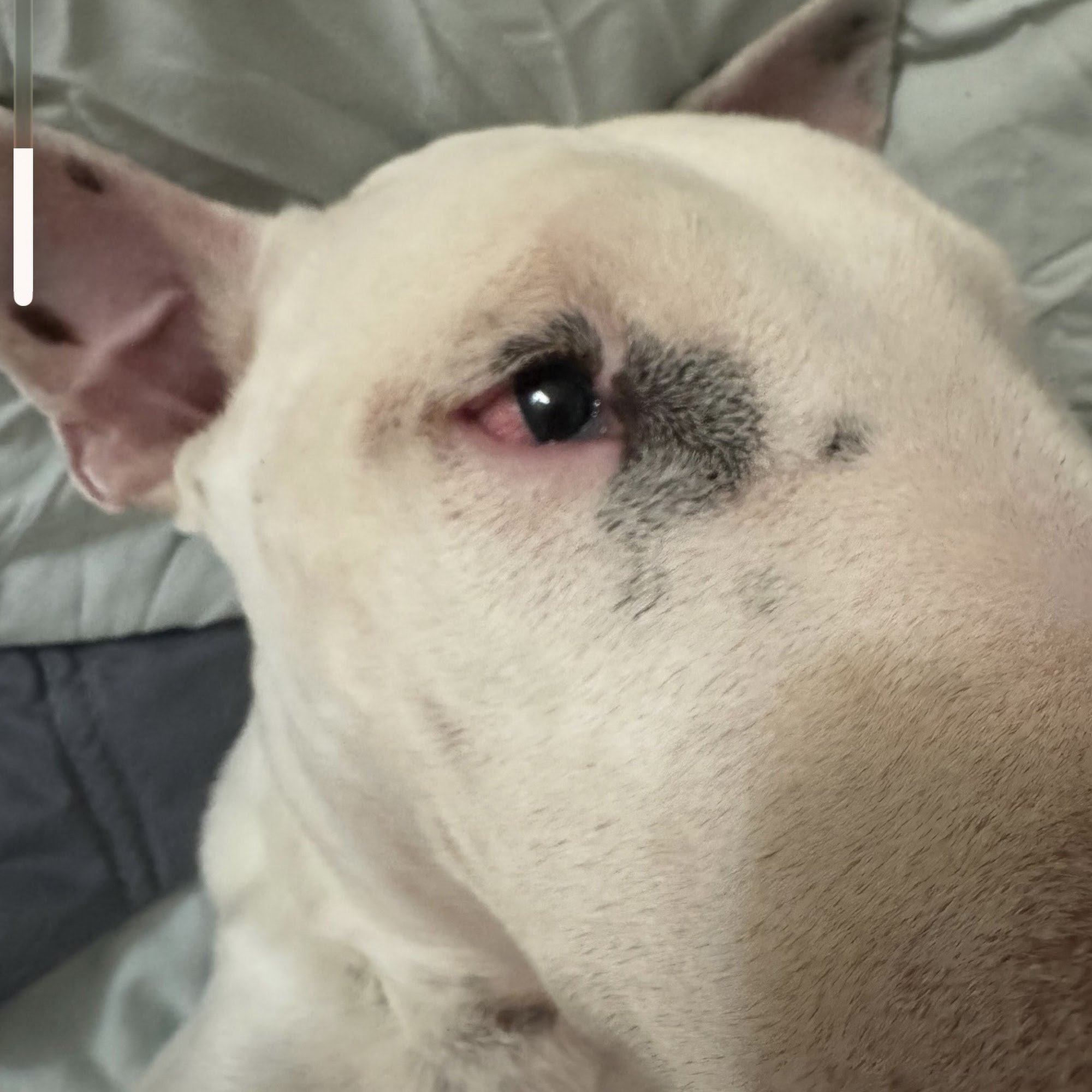 Animal Eye Center of New Jersey Little Falls