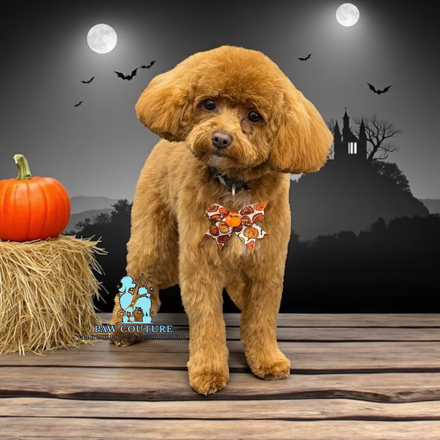 Paw Couture Pet Grooming Little Falls