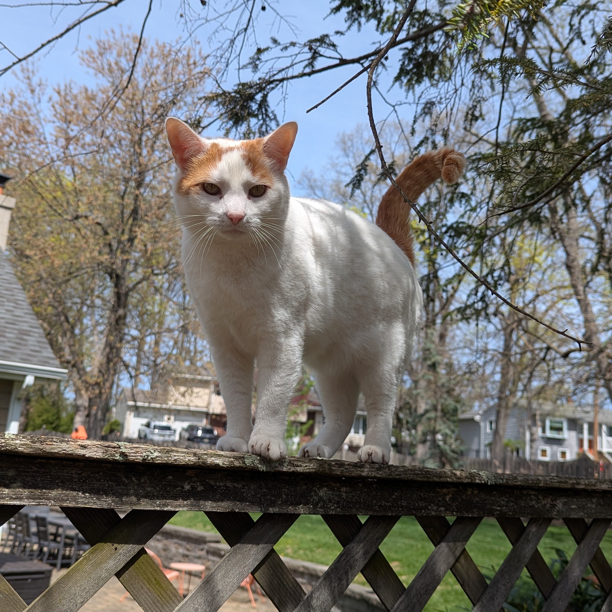 Livingston Animal Hospital Livingston