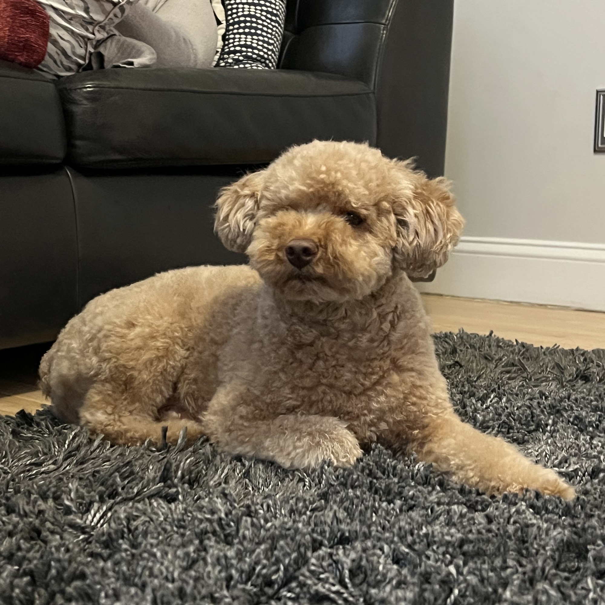 The Grooming Shoppe Lodi