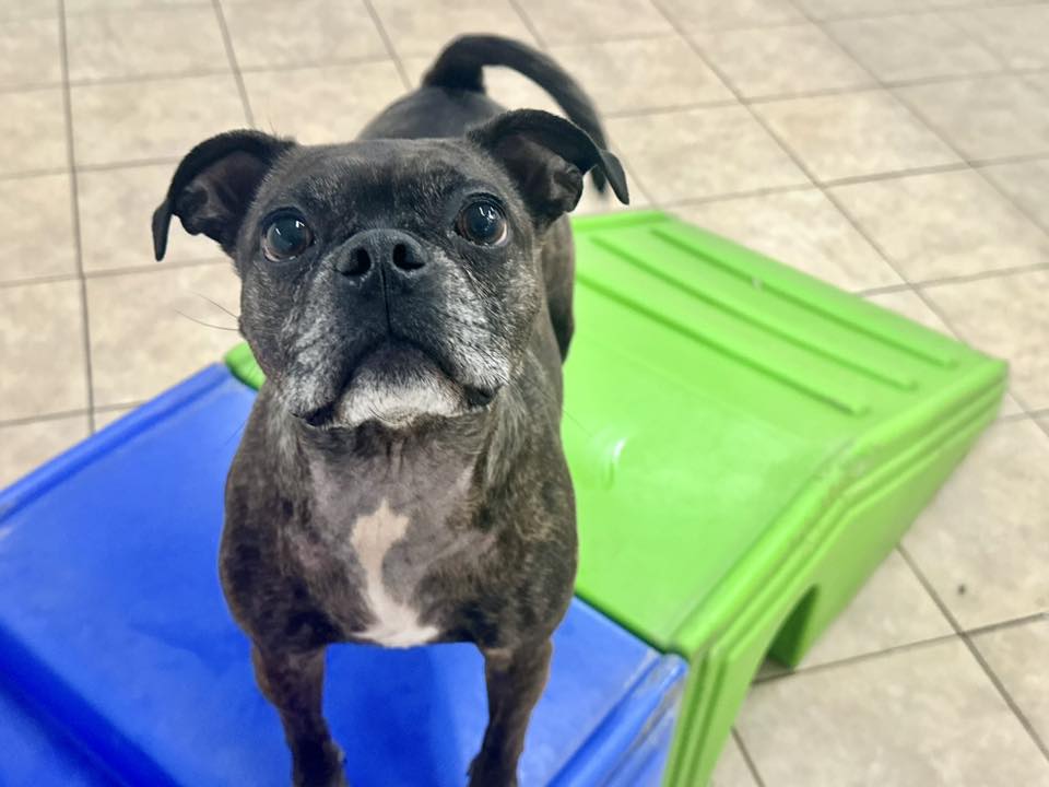 Hounds Town Bergen Lodi