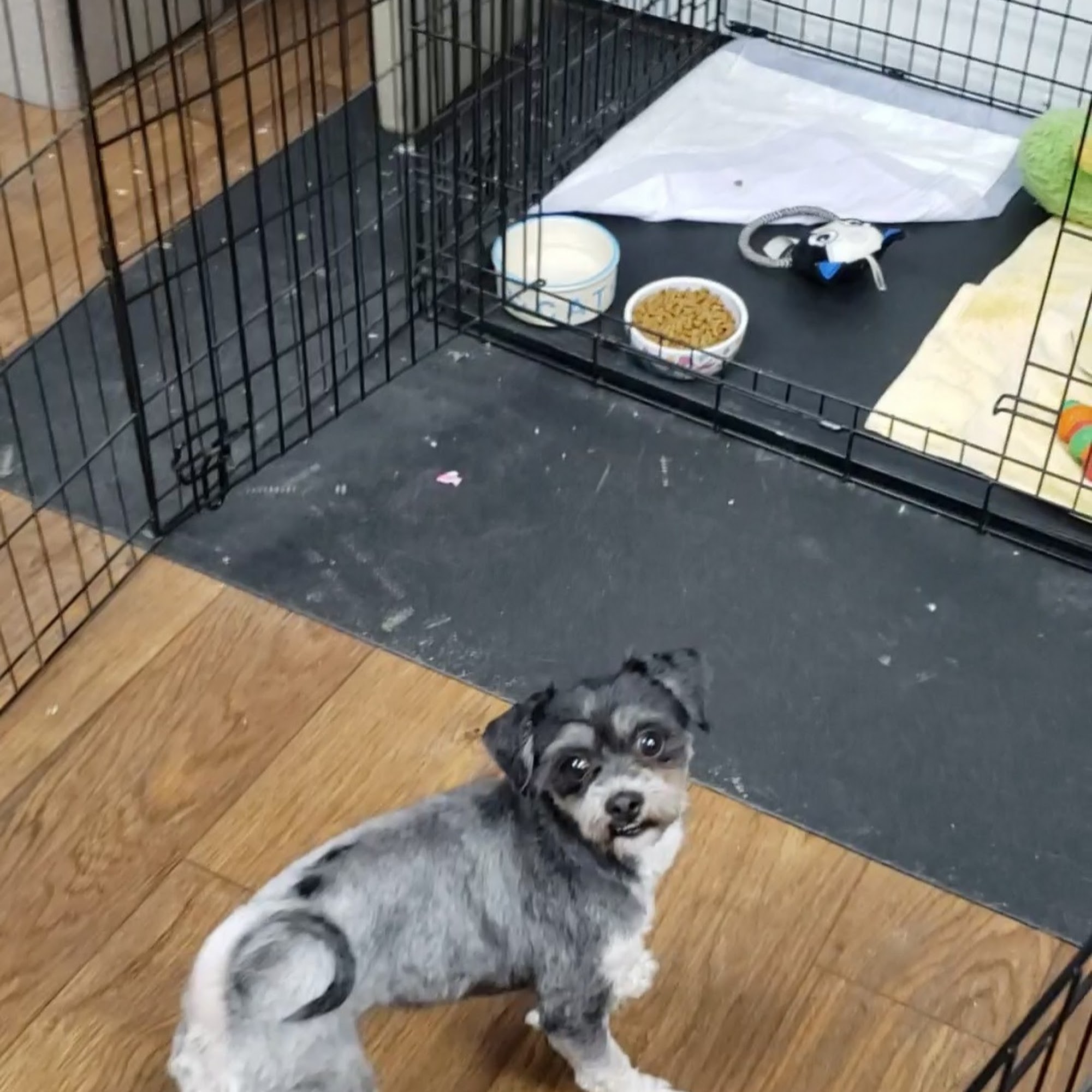 Humane Society Of Bergen County Lyndhurst