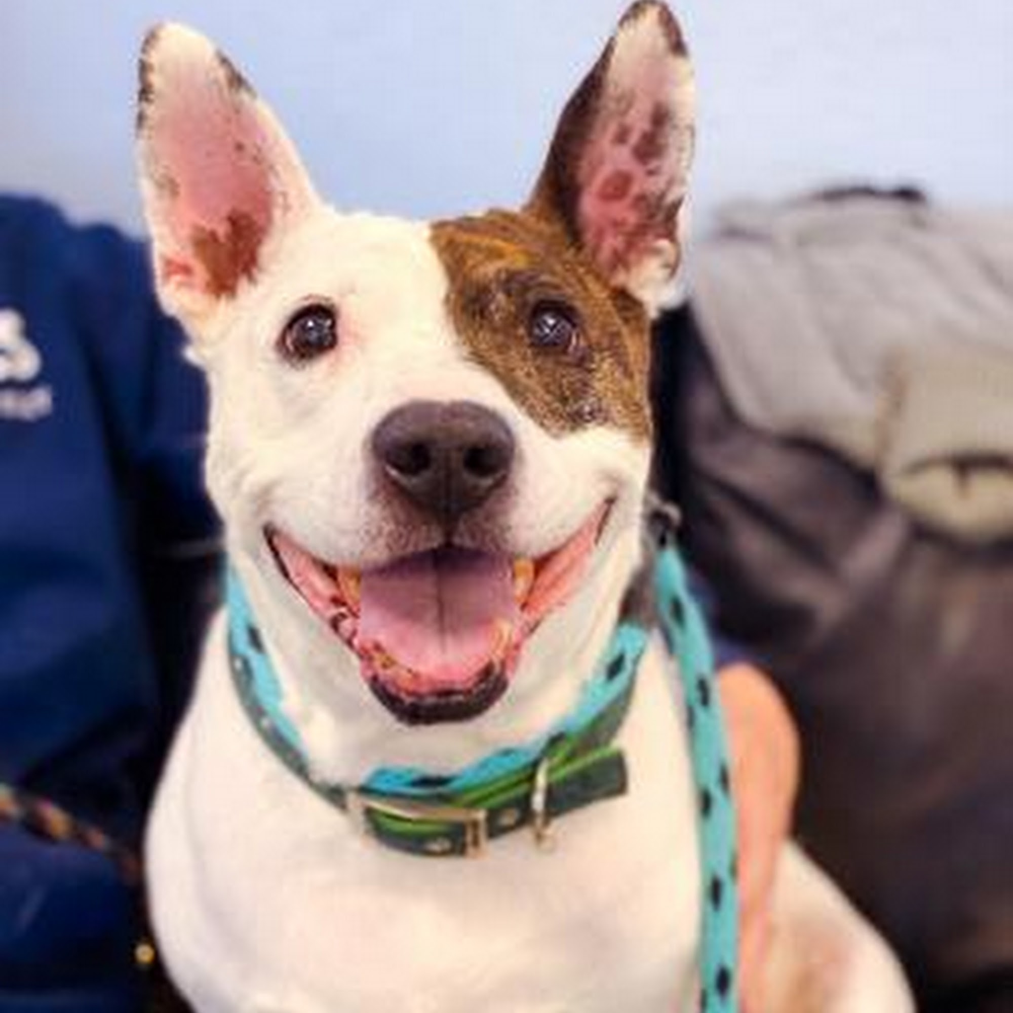 St. Hubert's Animal Welfare Center Madison Madison