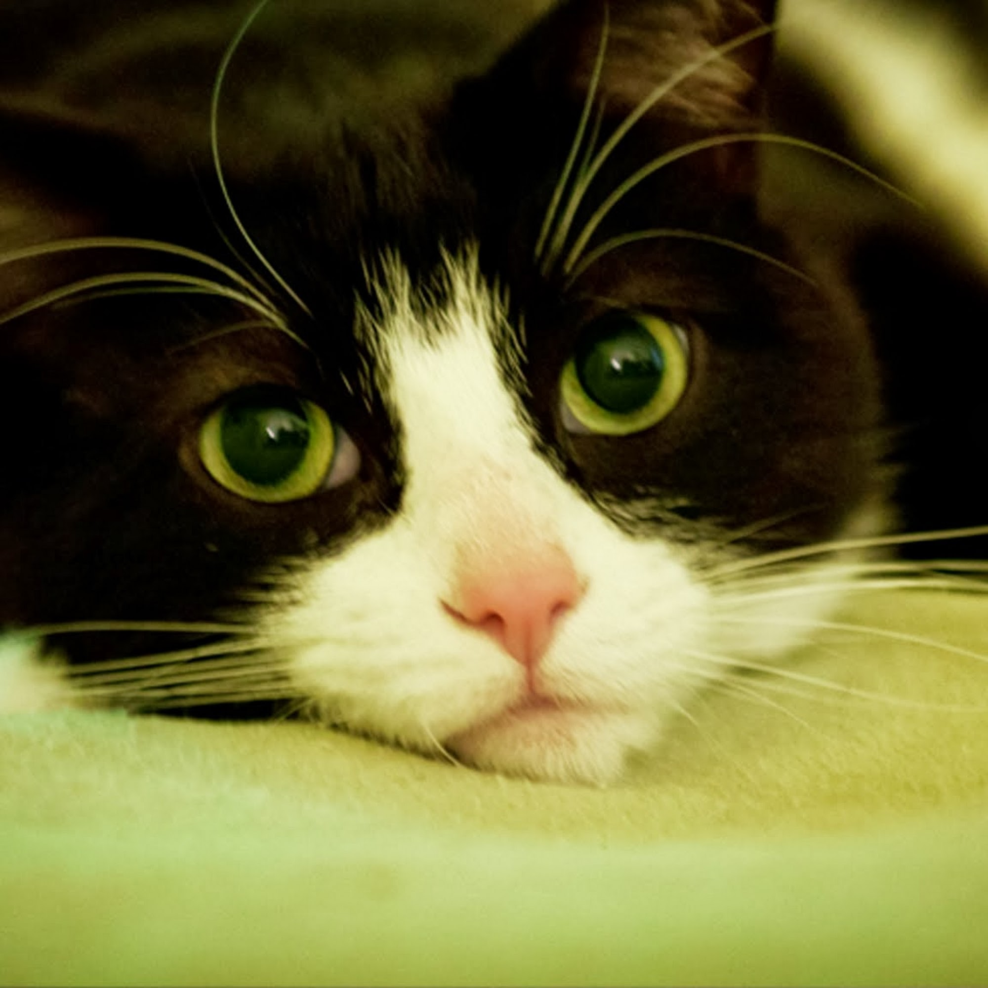 Squan Animal Hospital Manasquan