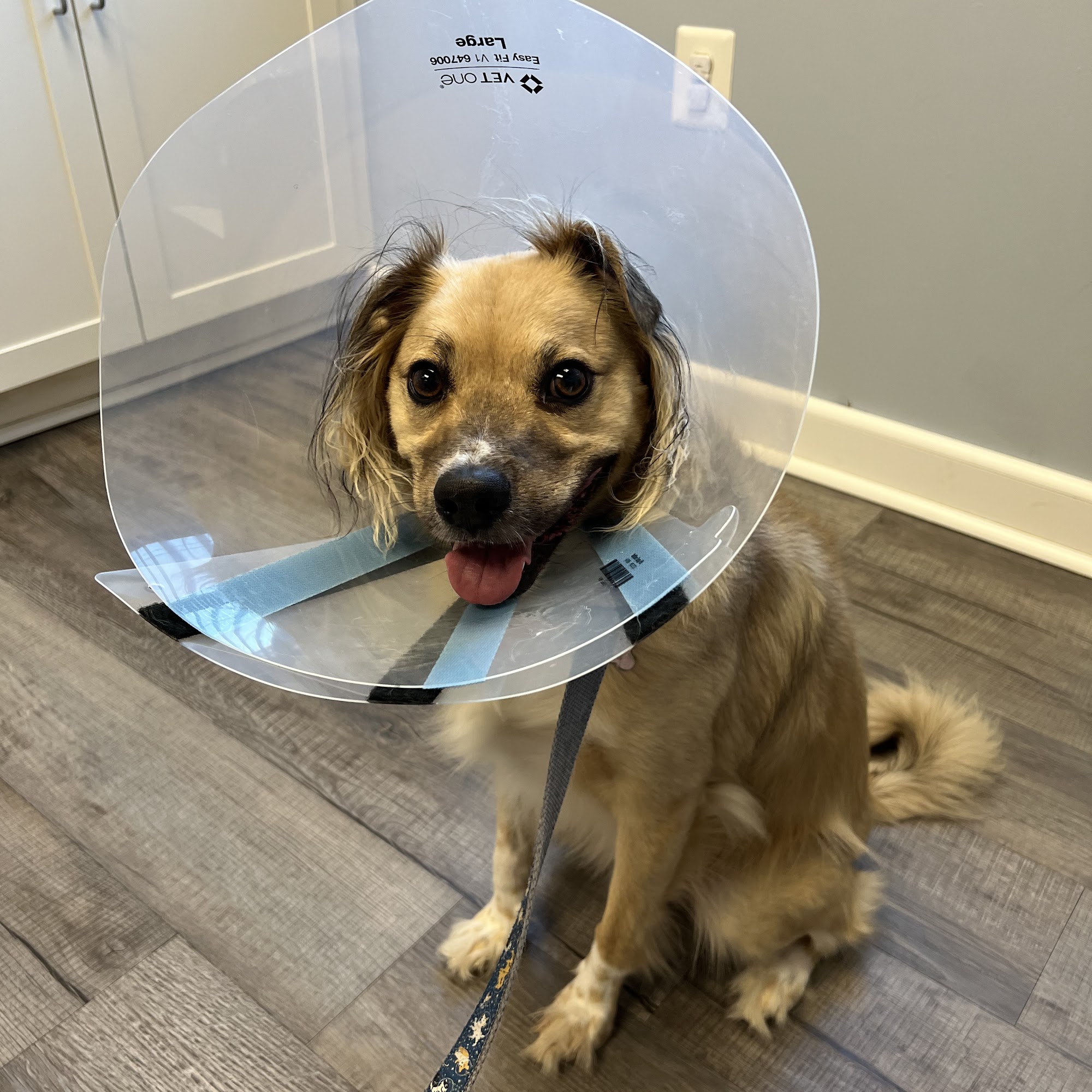 Columbus Central Veterinary Hospital Mansfield