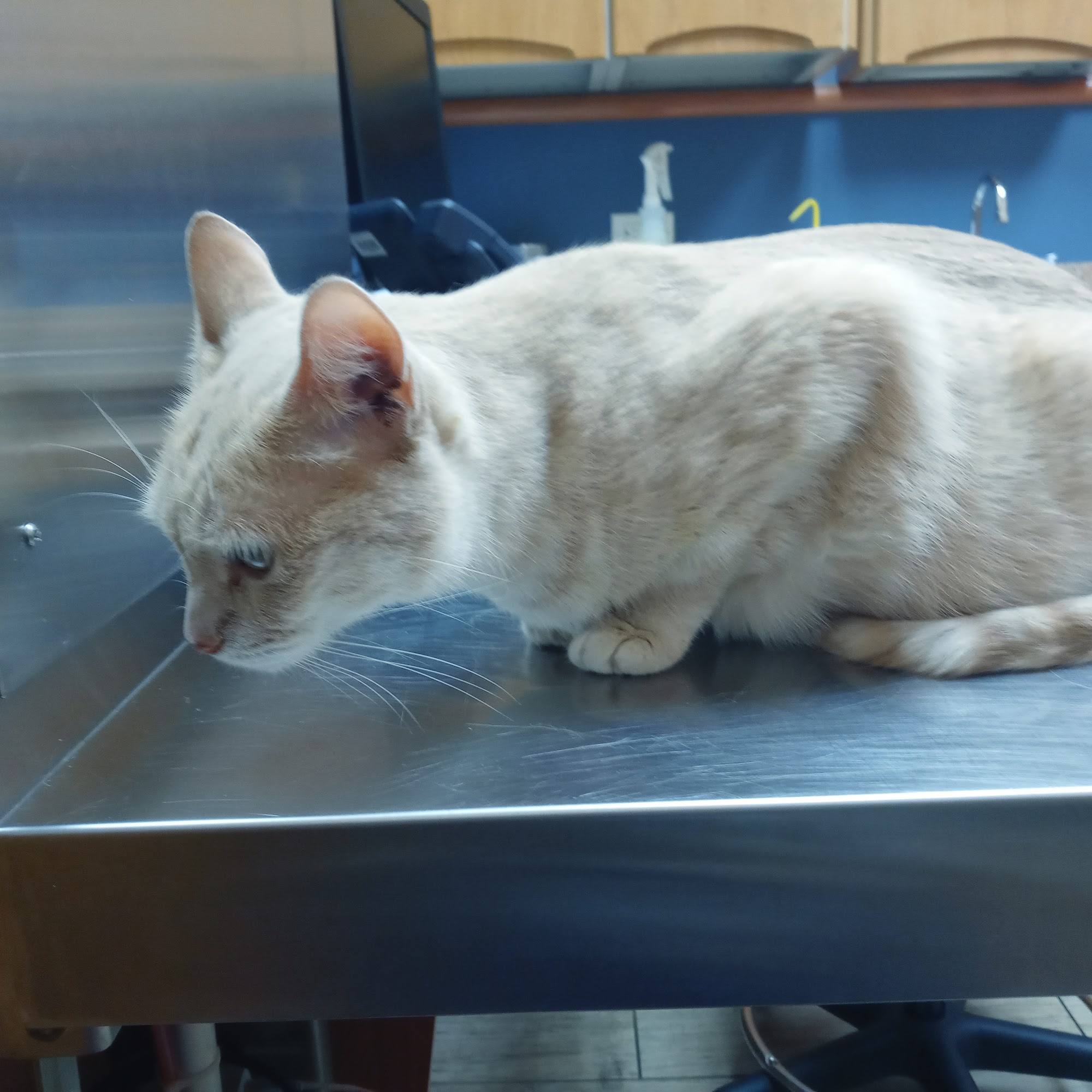 NorthStar VETS Maple Shade