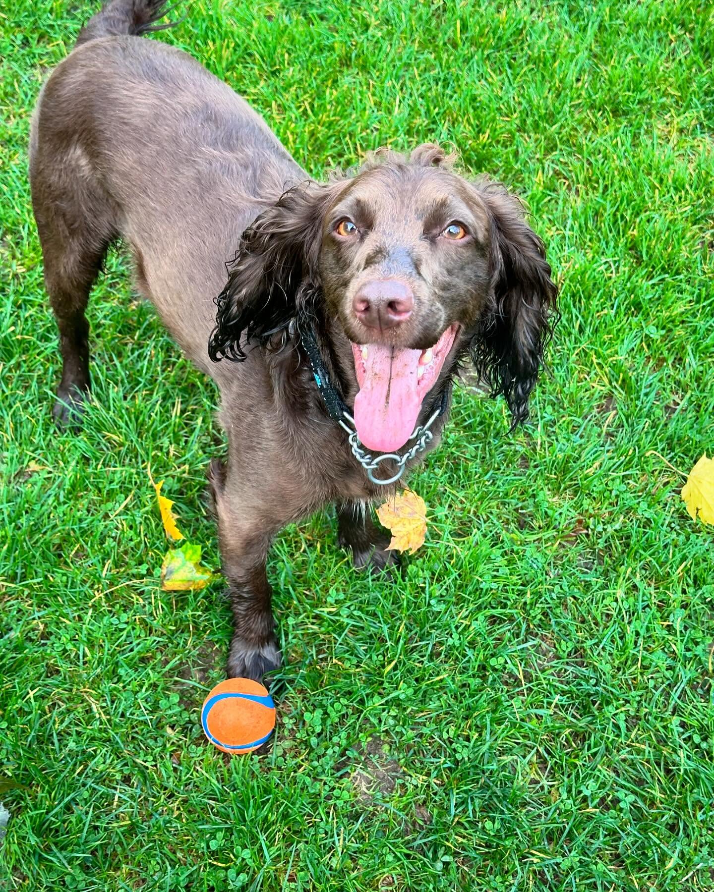 Walk and Wag Pet Care
