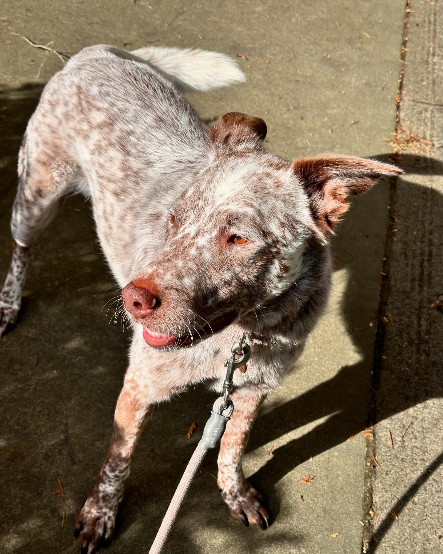 Walk and Wag Pet Care