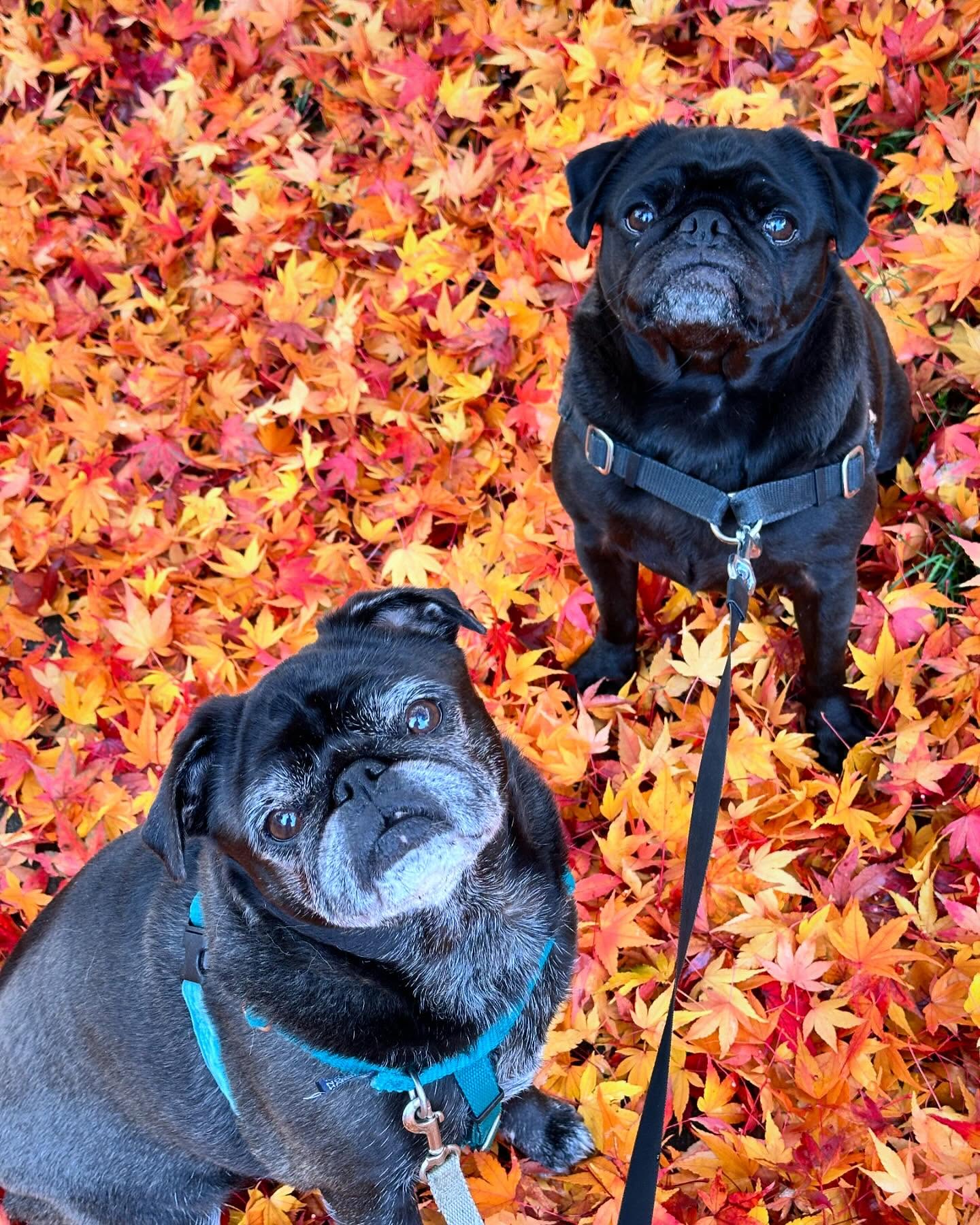 Walk and Wag Pet Care