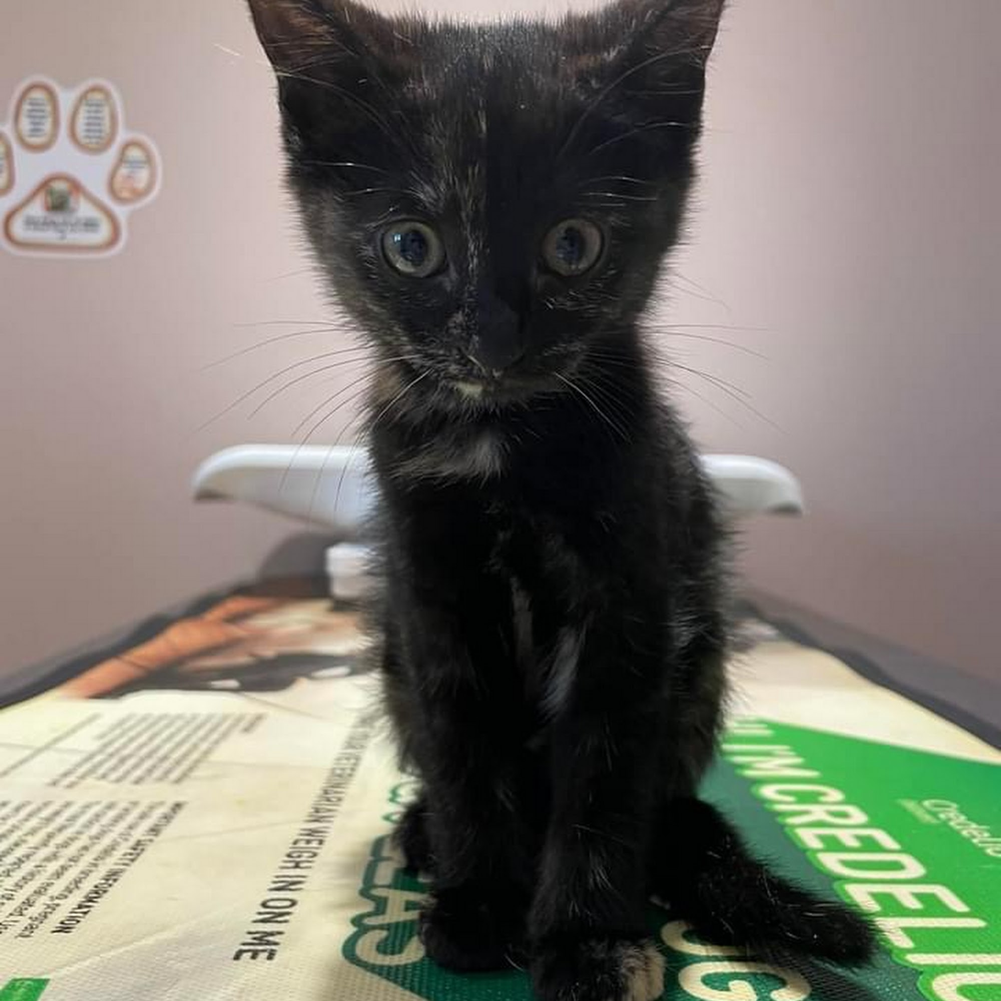 County Line Veterinary Hospital Marlton