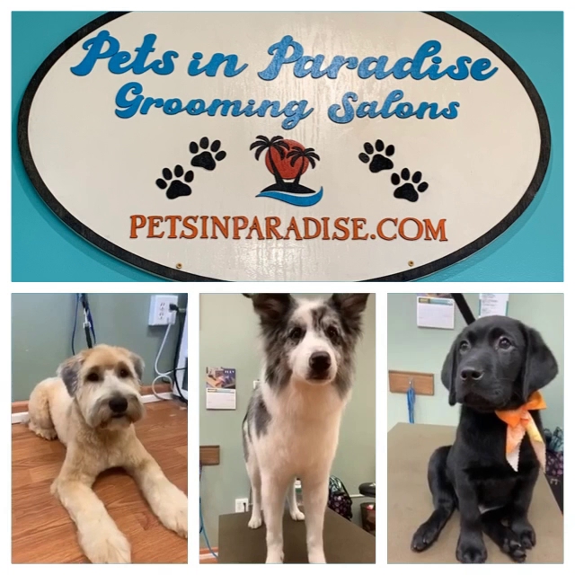 Pets in Paradise 3 Marlton