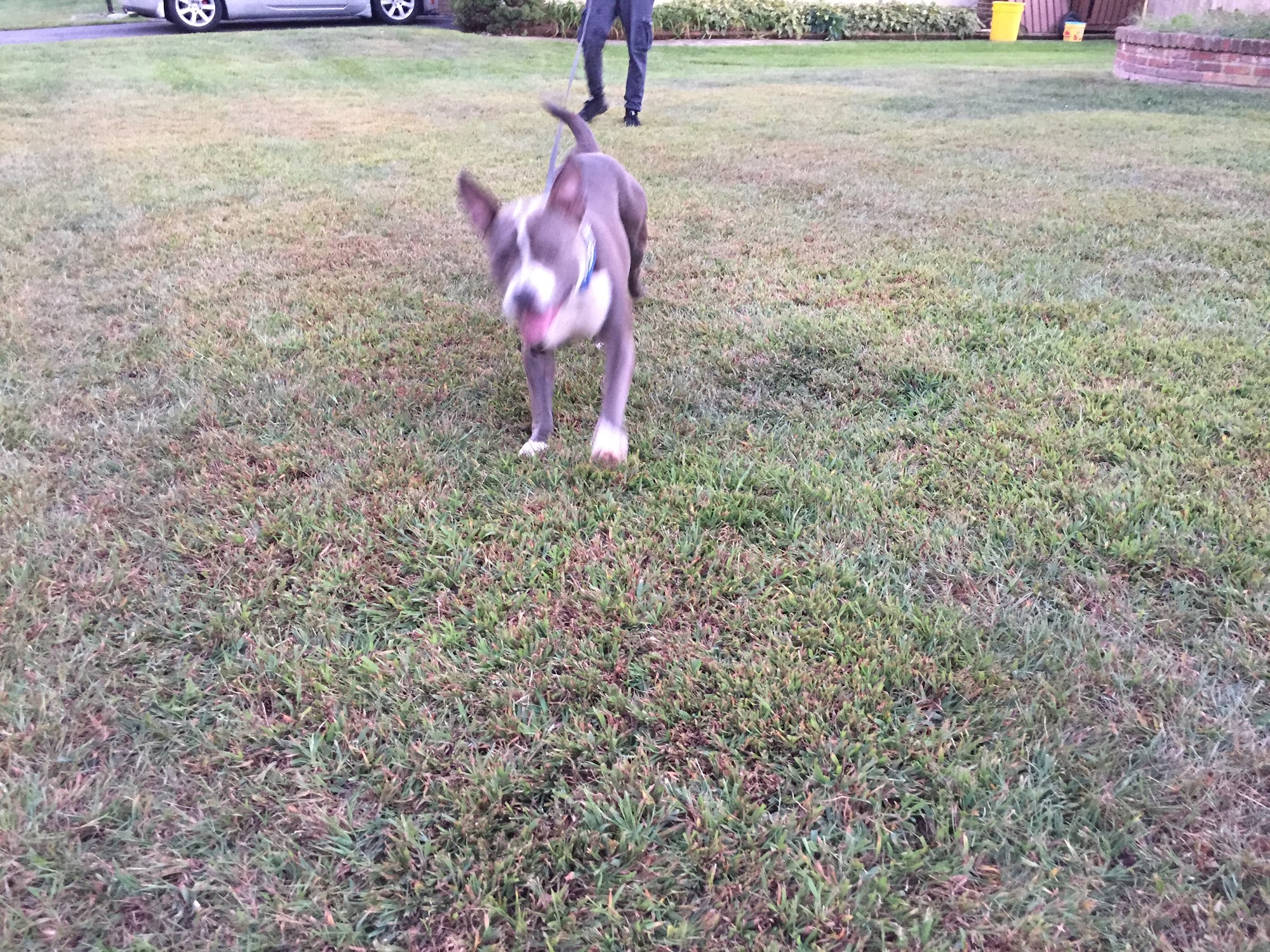 Exclusive Dog Training - Top Dog Aggression Training in SJ Marlton