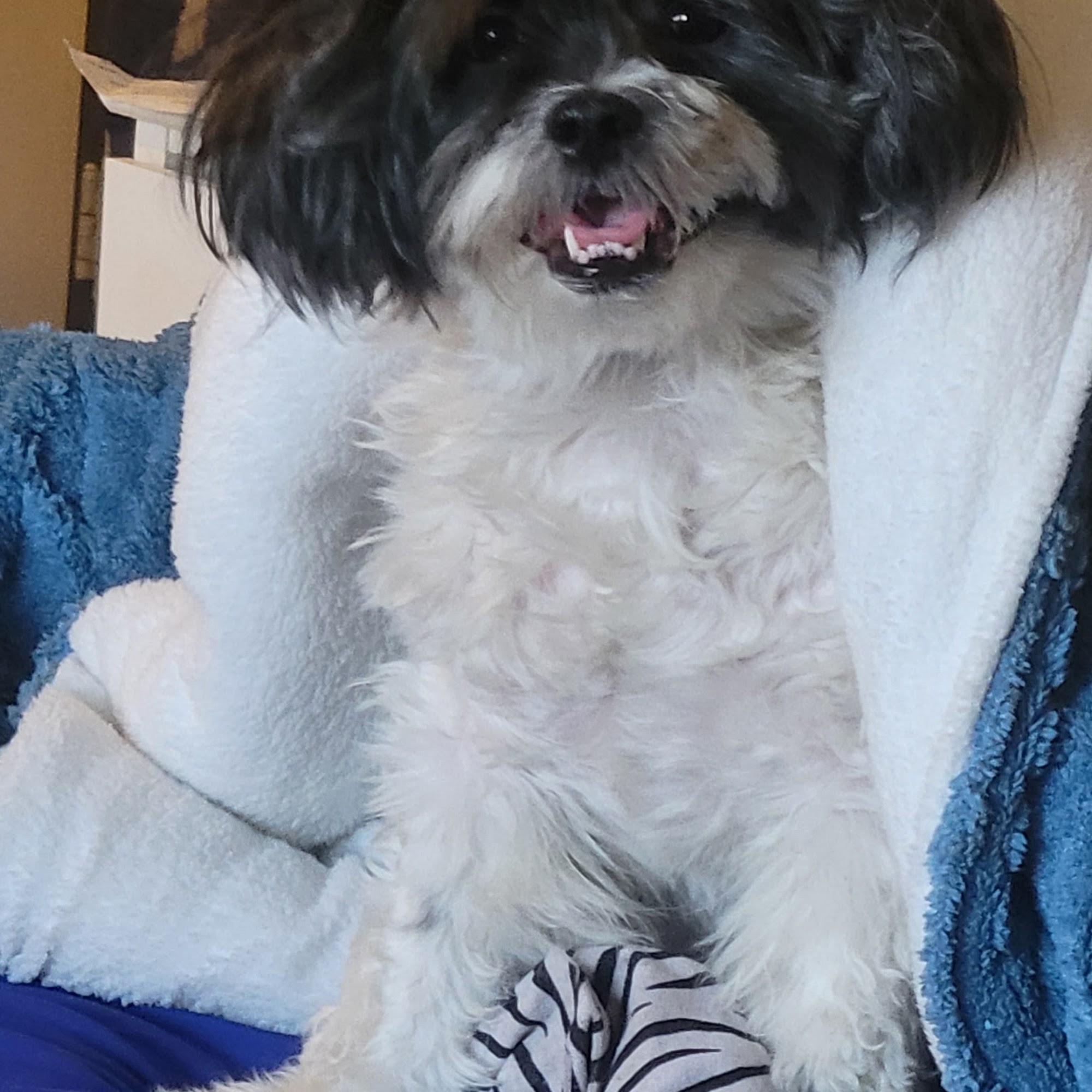 Berg Animal Hospital Matawan