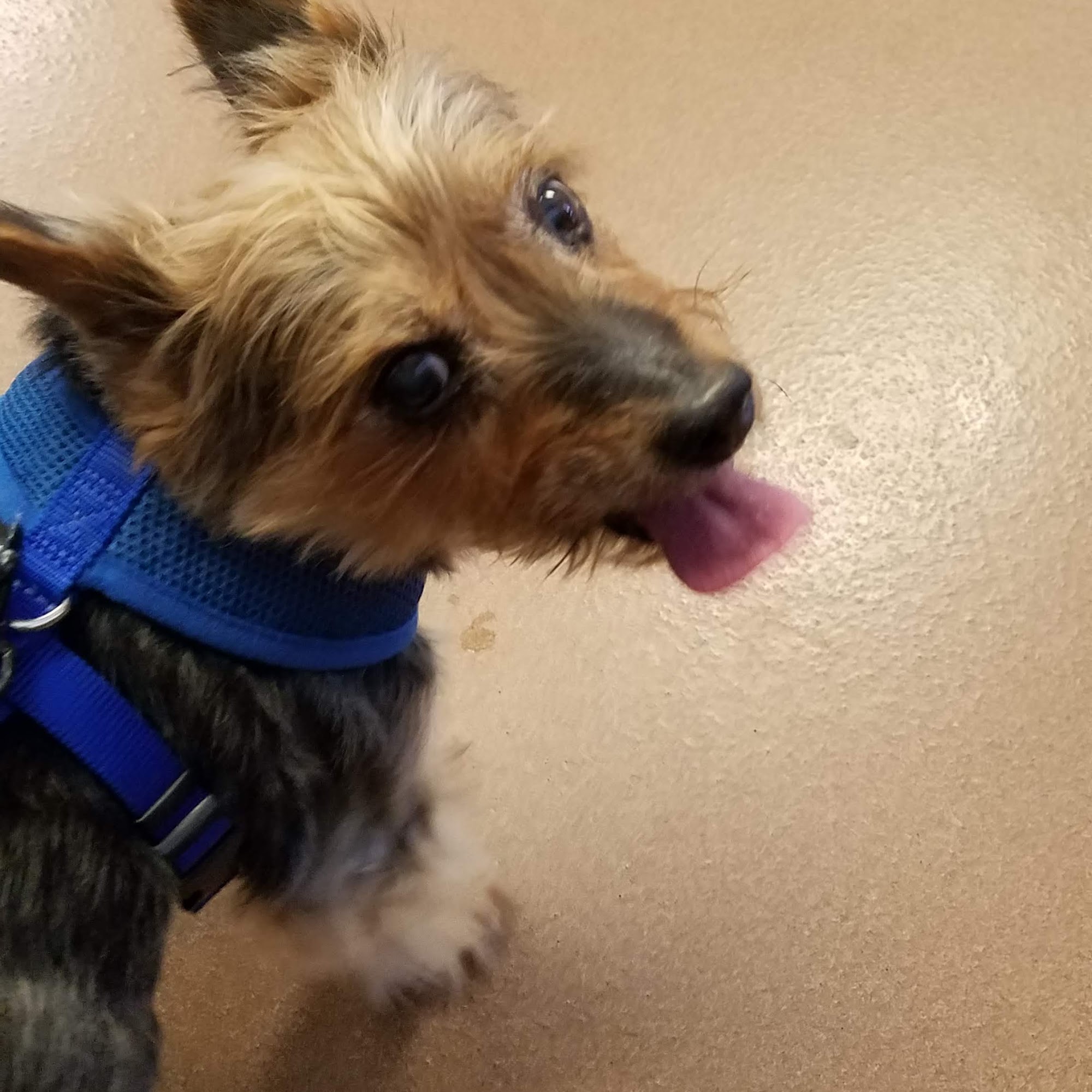 All Paws Veterinary Clinic Mays Landing